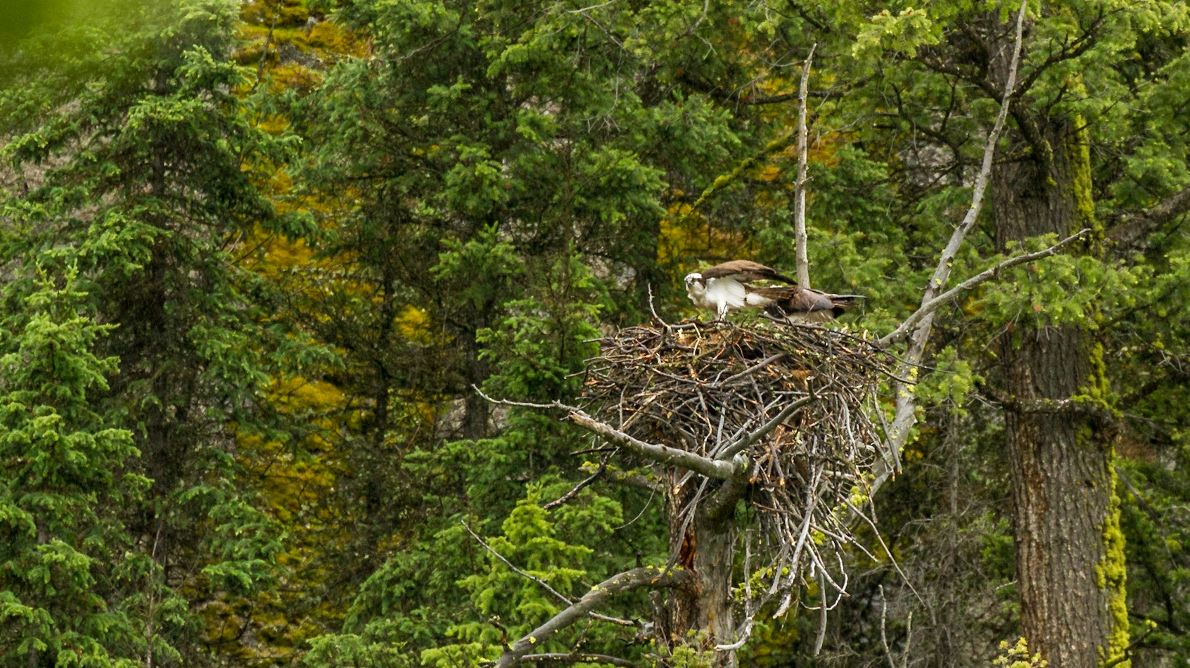 Lamar Valley Day in Yellowstone National Park