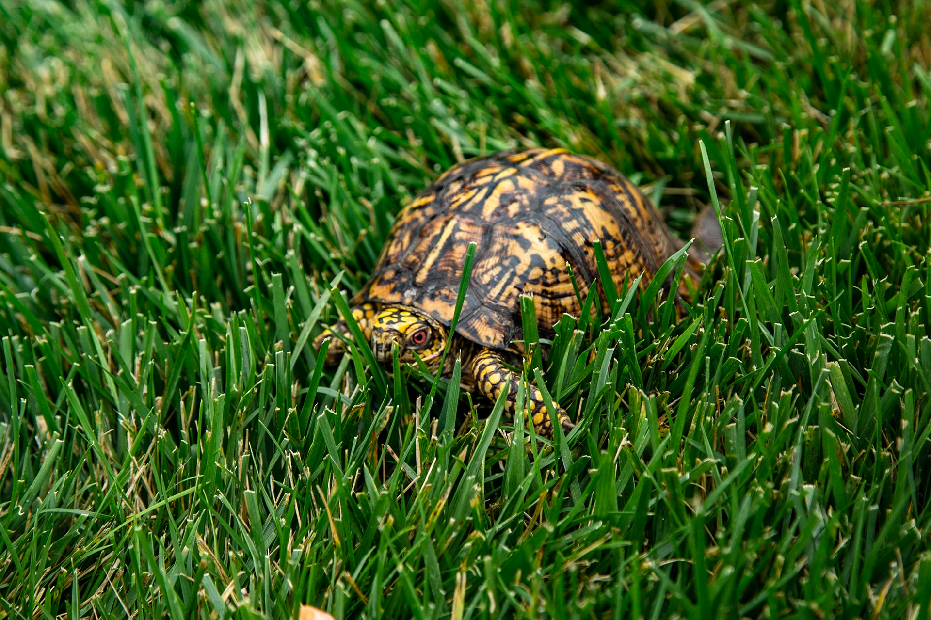 Eating dinner tonight, Granddaughter Sophia saw this guy coming through our yard.  Thank you Danielle Dixon and Coit Dixon for letting her visit us this week.