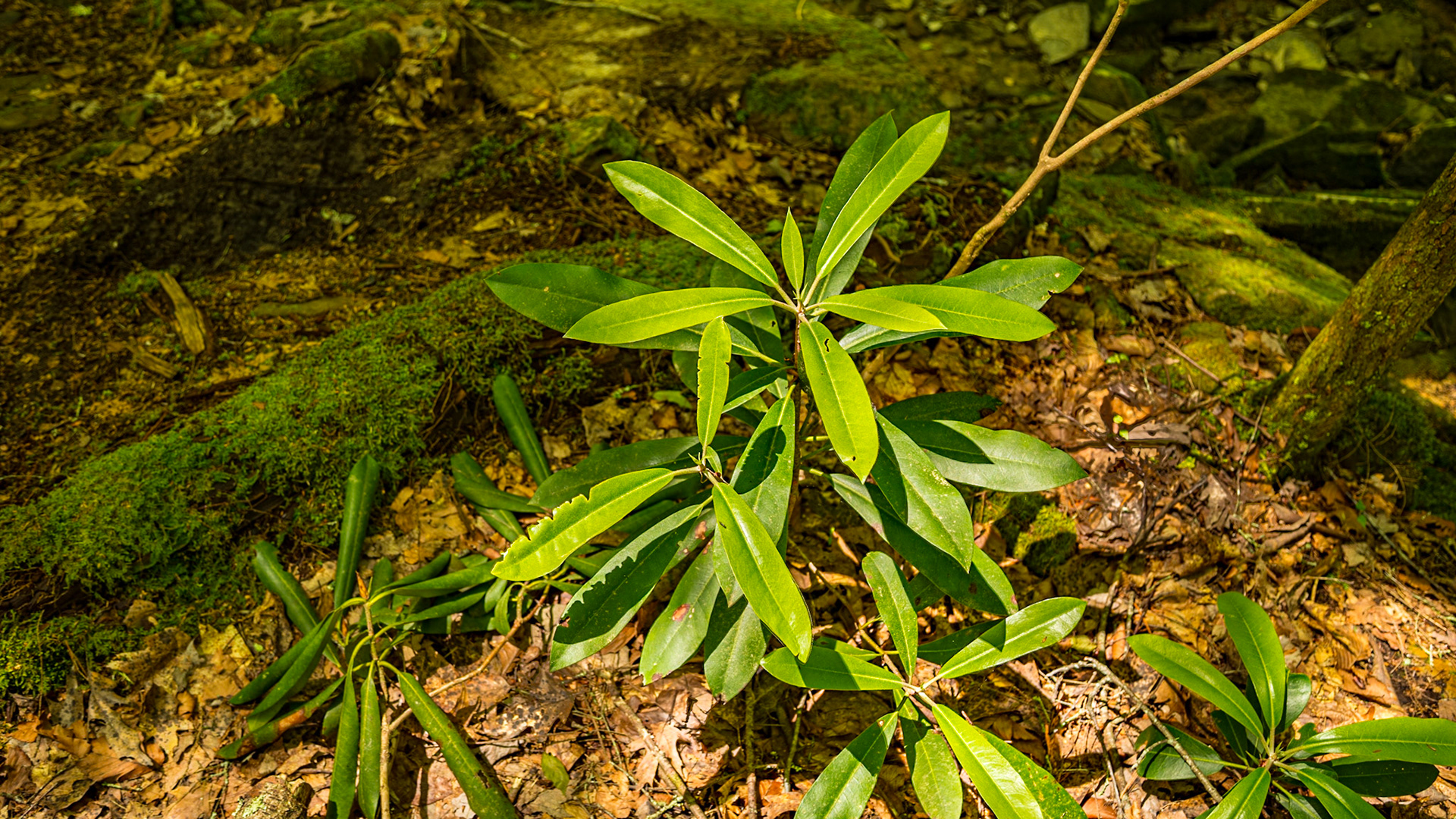Melton Mill Branch Waterfall