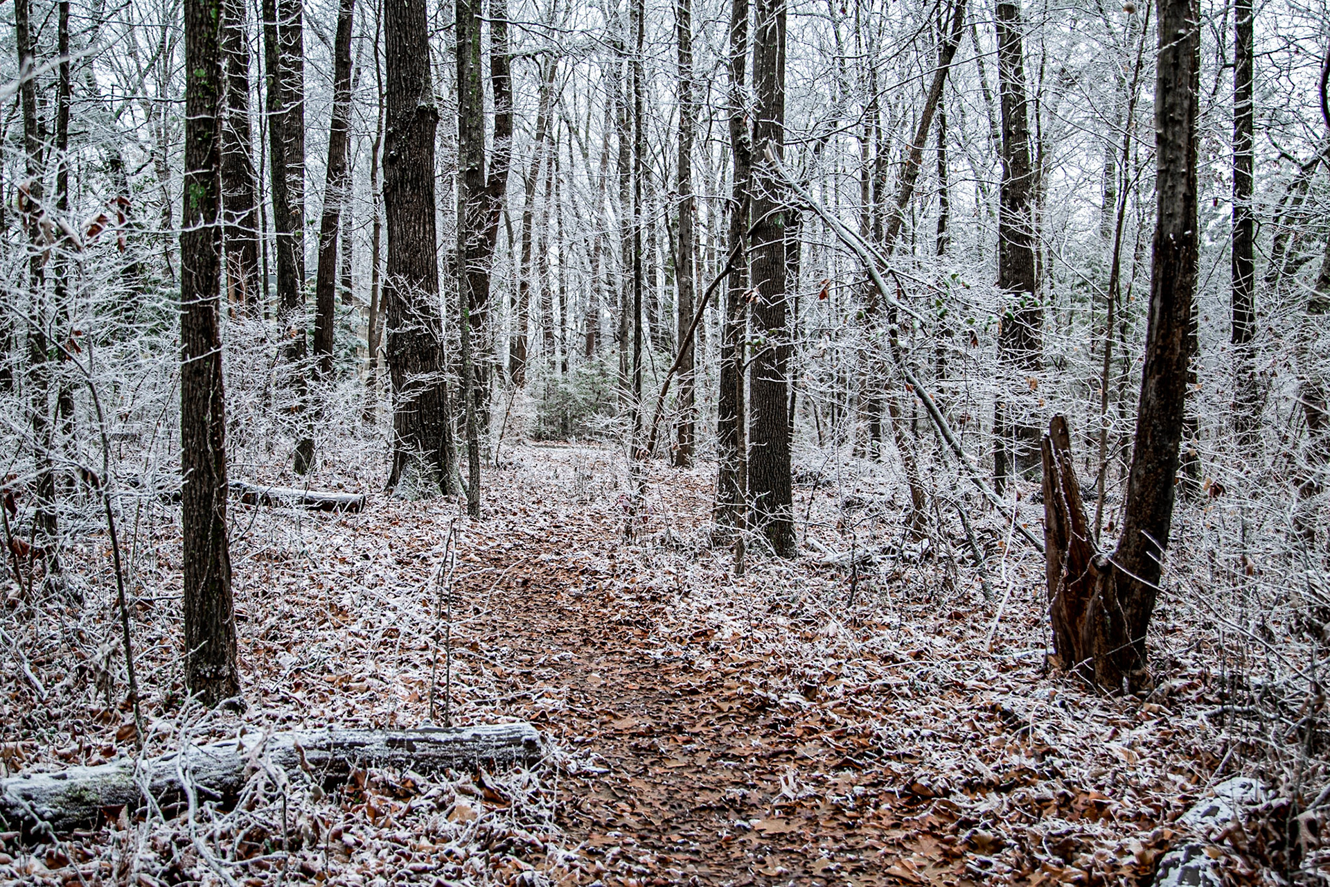 Cove at Turkey Creek to Sweetbriar Greenway