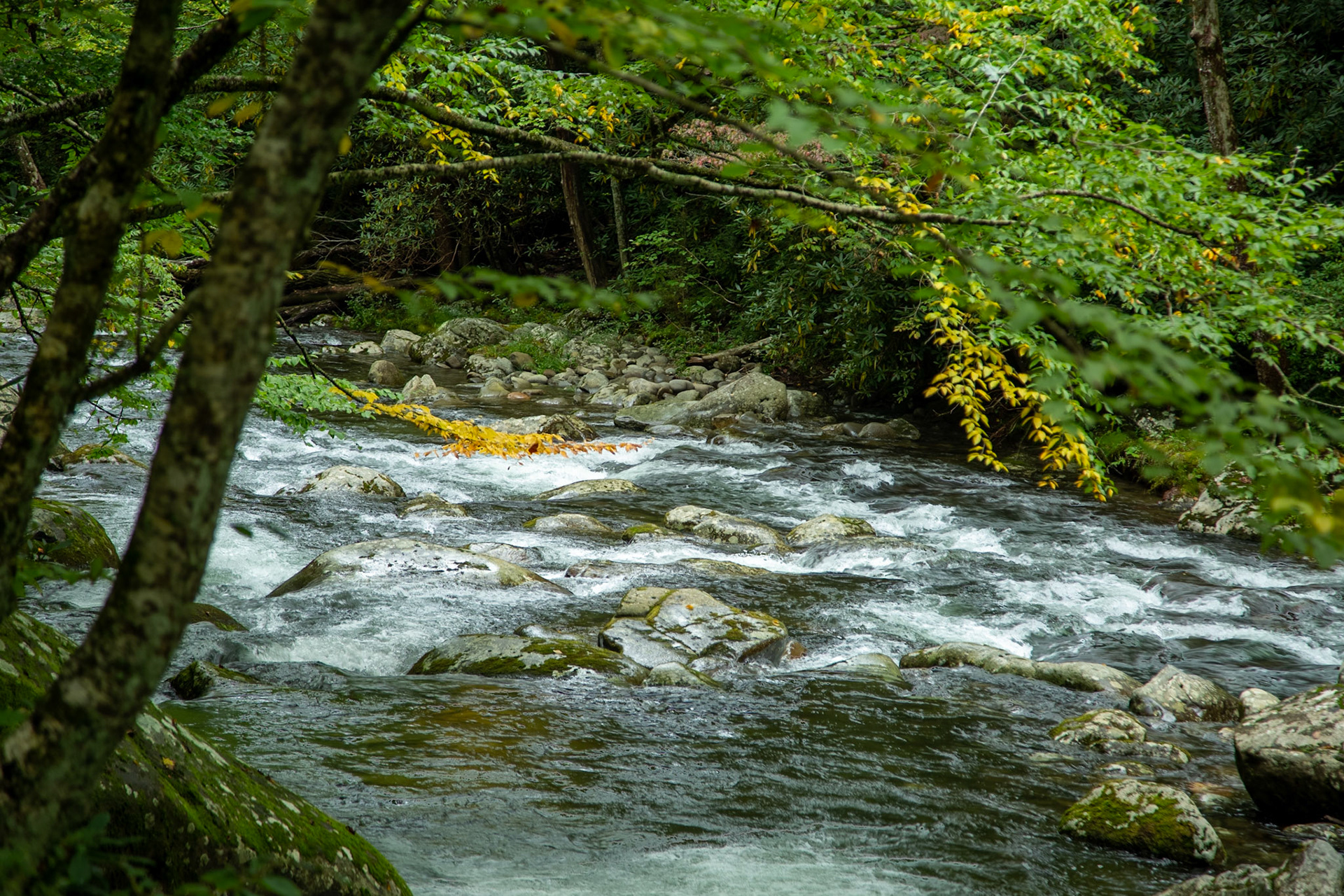 Little River Trail Early Fall Color - Elkmont