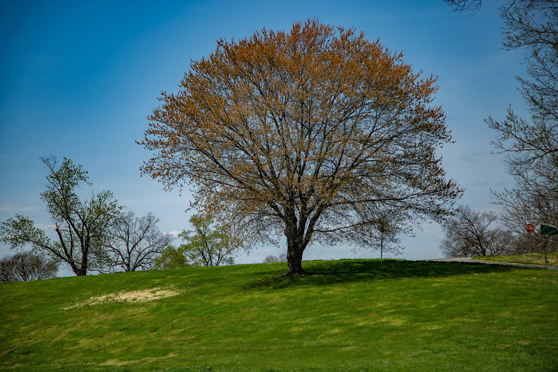 Spring in Lakeshore Park