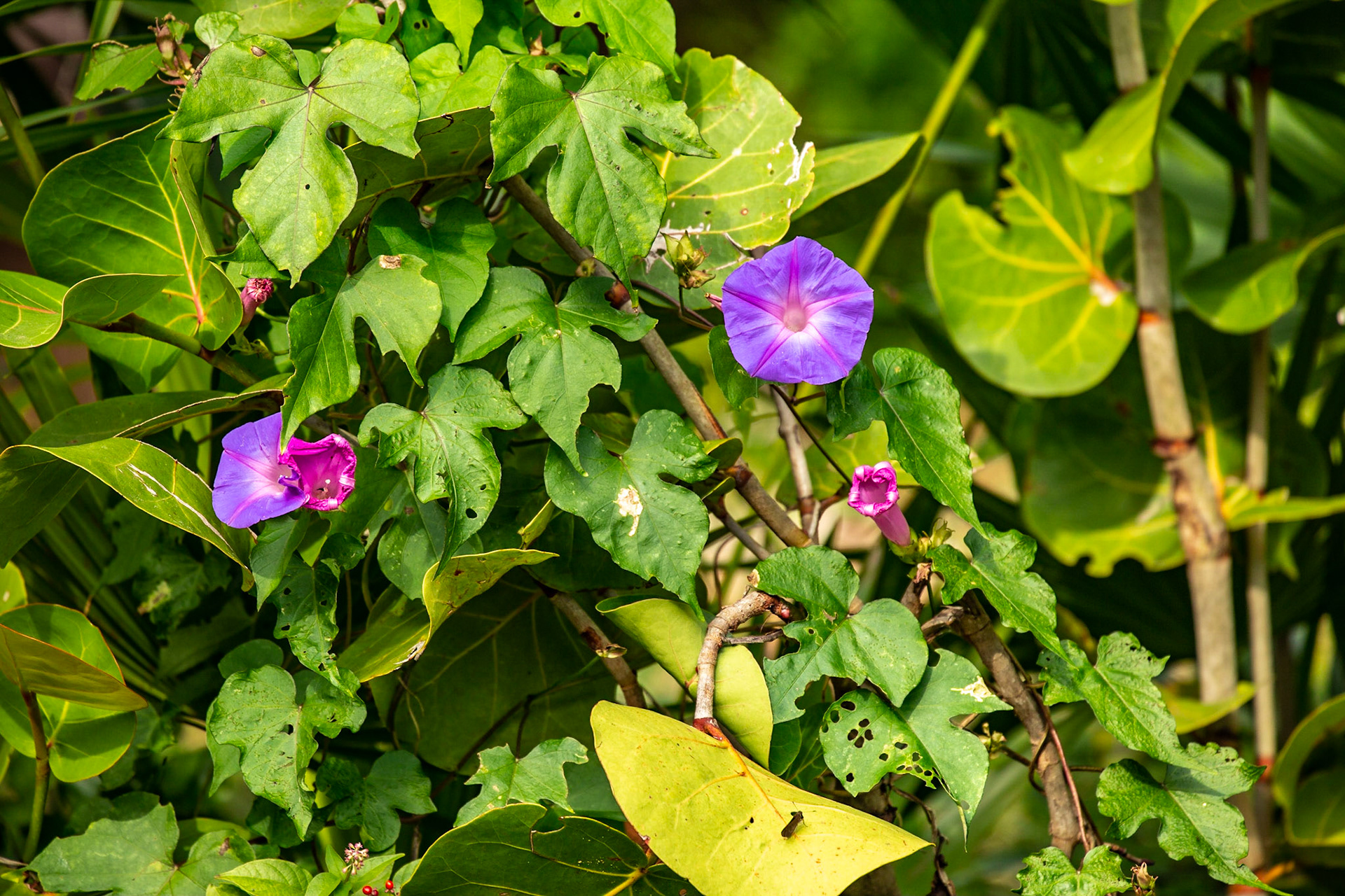 Key West Tropical Forest &amp; Botanical Garden