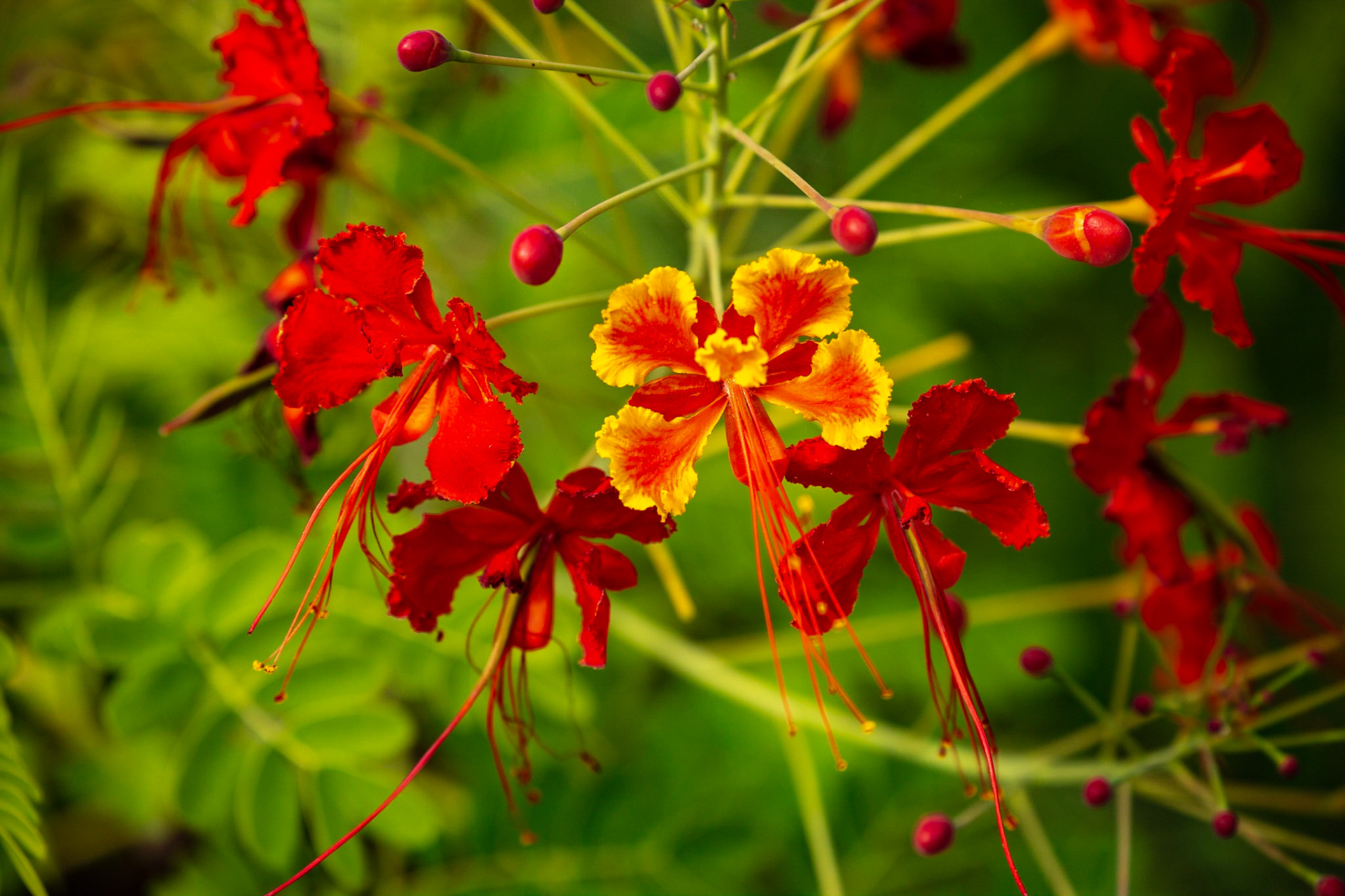 Key West Tropical Forest &amp; Botanical Garden
