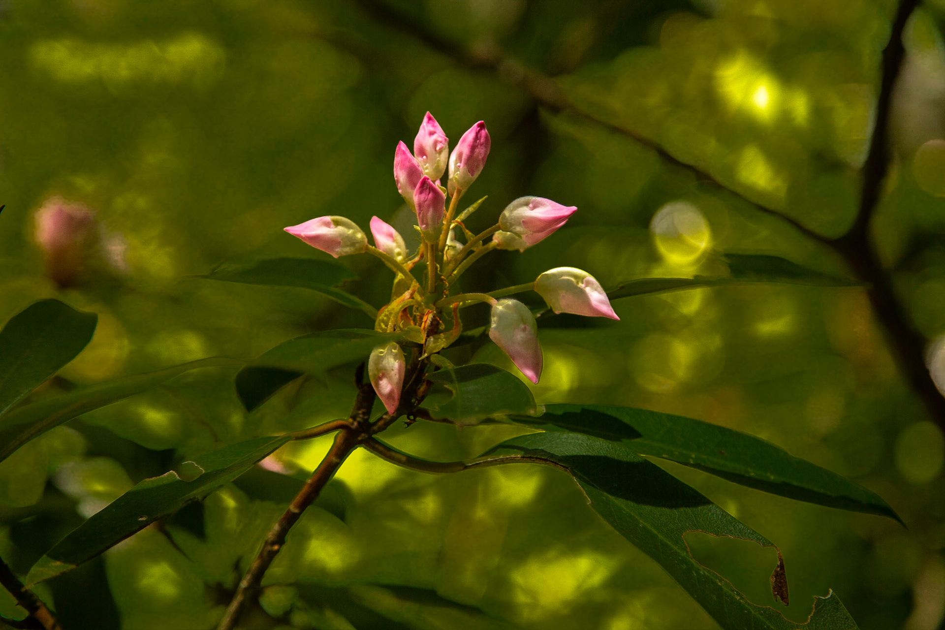 Tellico River, River Road, Big Oak Cove Recreation Area, Cherokee National Forest