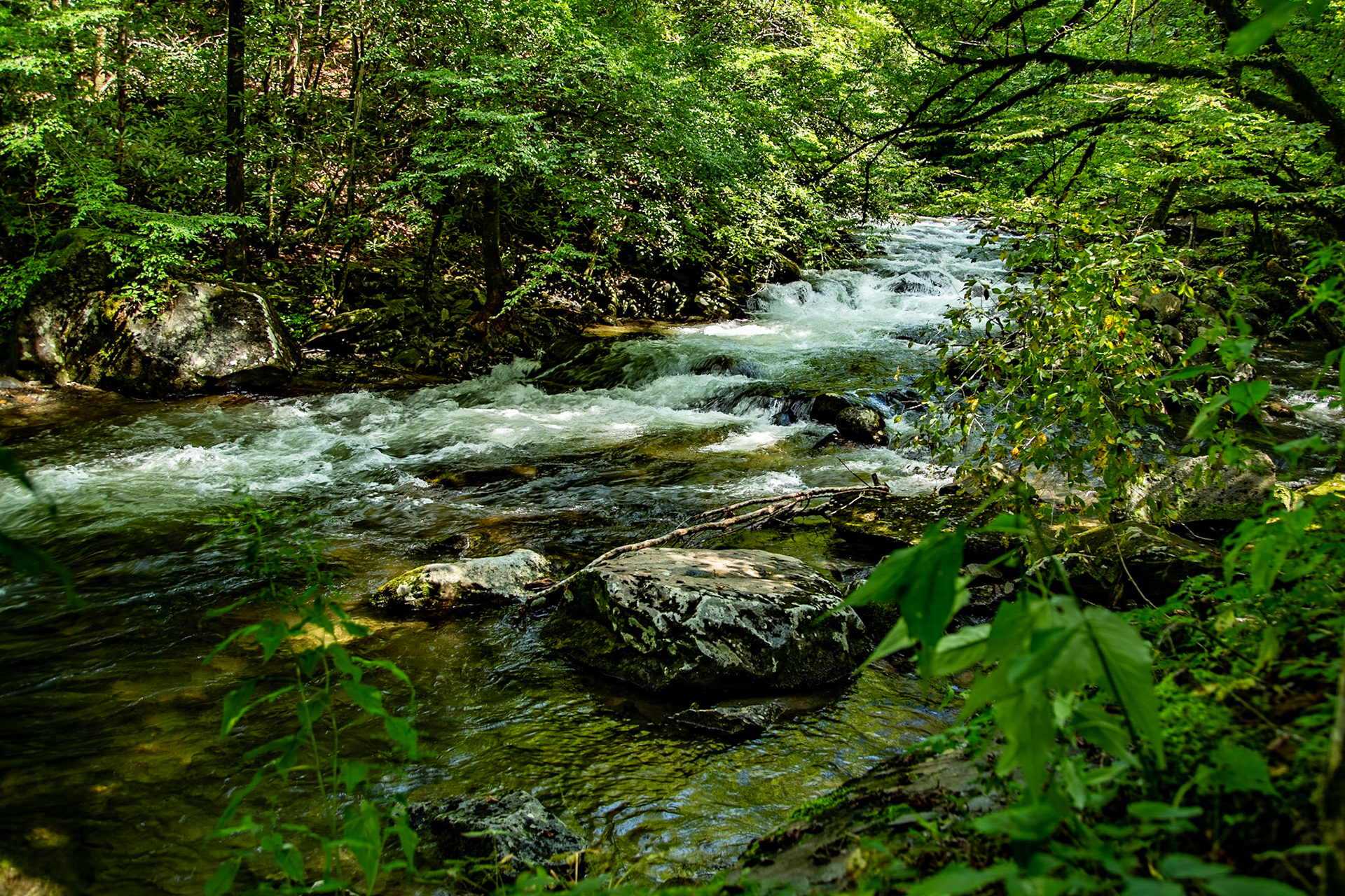 Middle Prong Little River