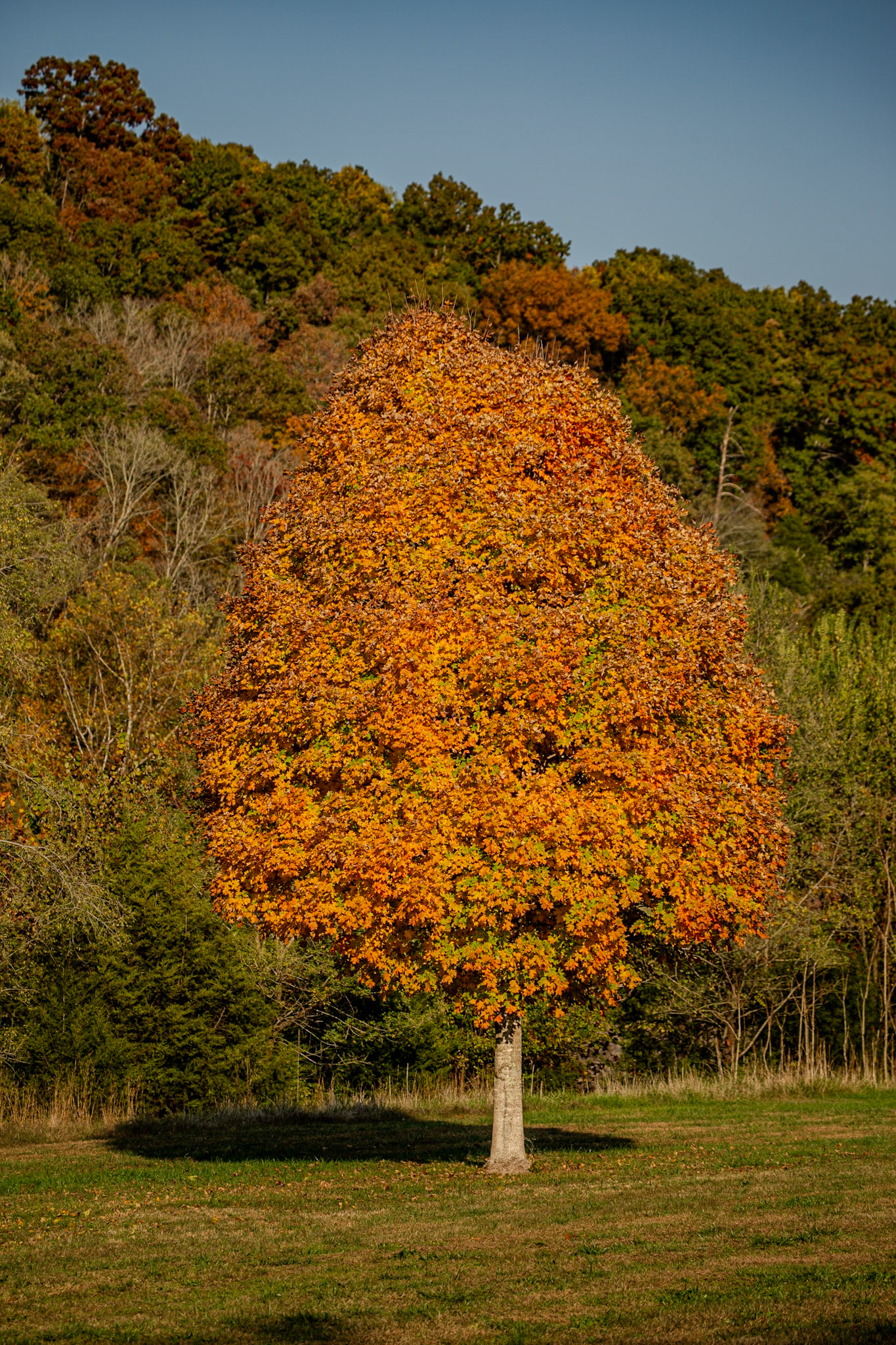 Fall Color at Melton Hill Dam, October 27, 2024