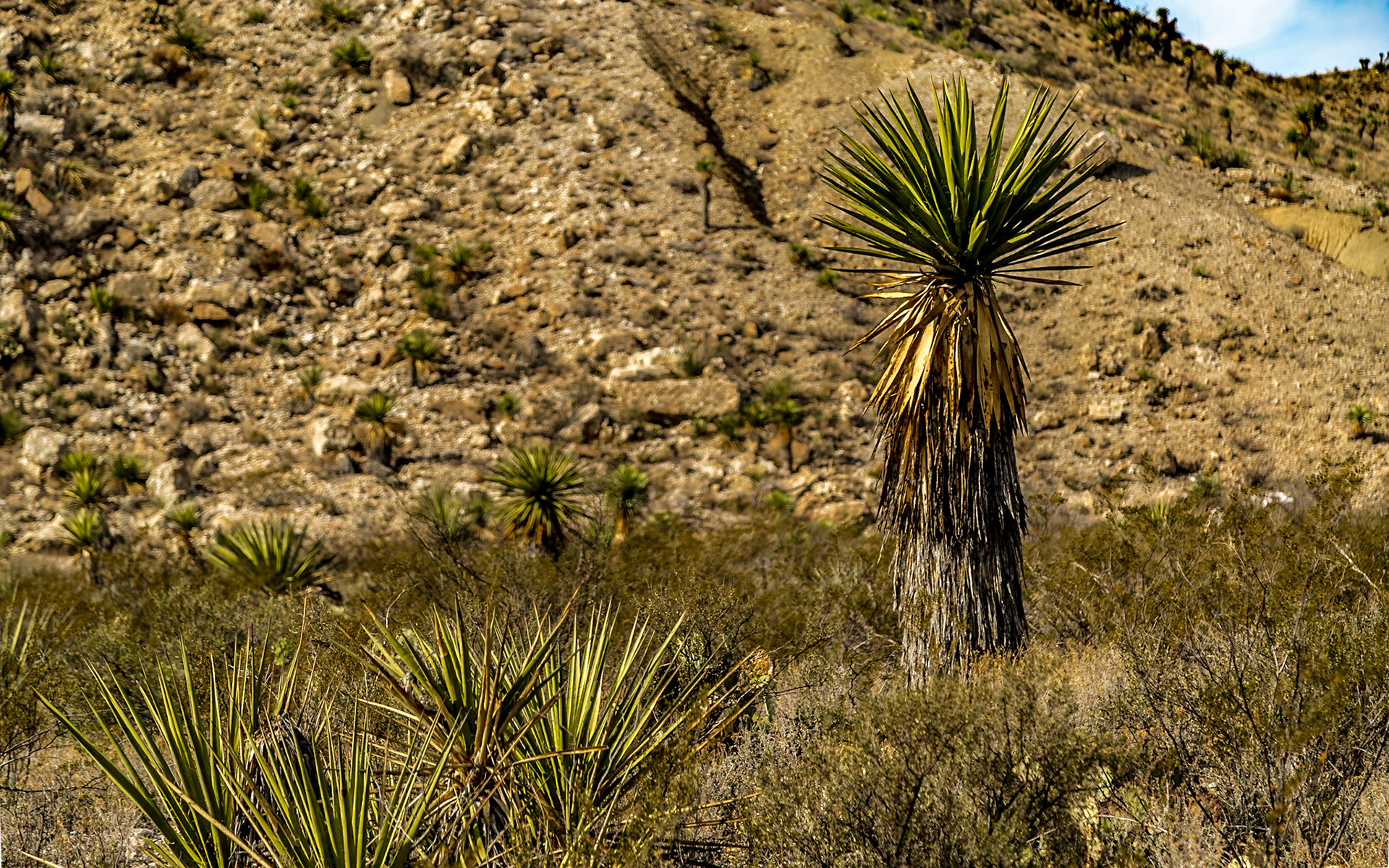 Big Bend National Park