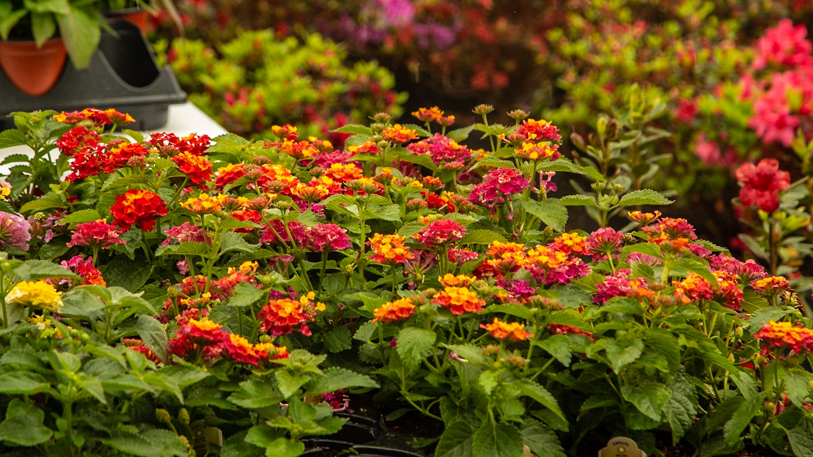 On a Good Friday outting with Christie, we had lunch and walked the main street in Lenoir City.  On our way home the sign for this place stopped us for some shopping.