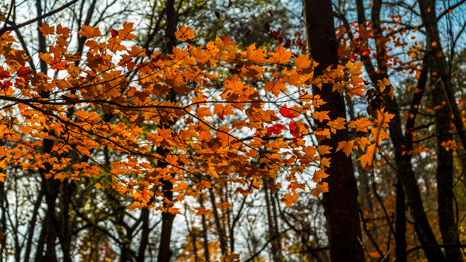 Saturday Morning, when Coit and his family visited.  Raven and I went to the Coytee area of the East Shore, Tellico Lake.  I have thought it would be a good trail to explore since I found the trailhead.  It turns out that the trail I wanted to take was Sinking Creek instead of Coytee, which goes the other way.