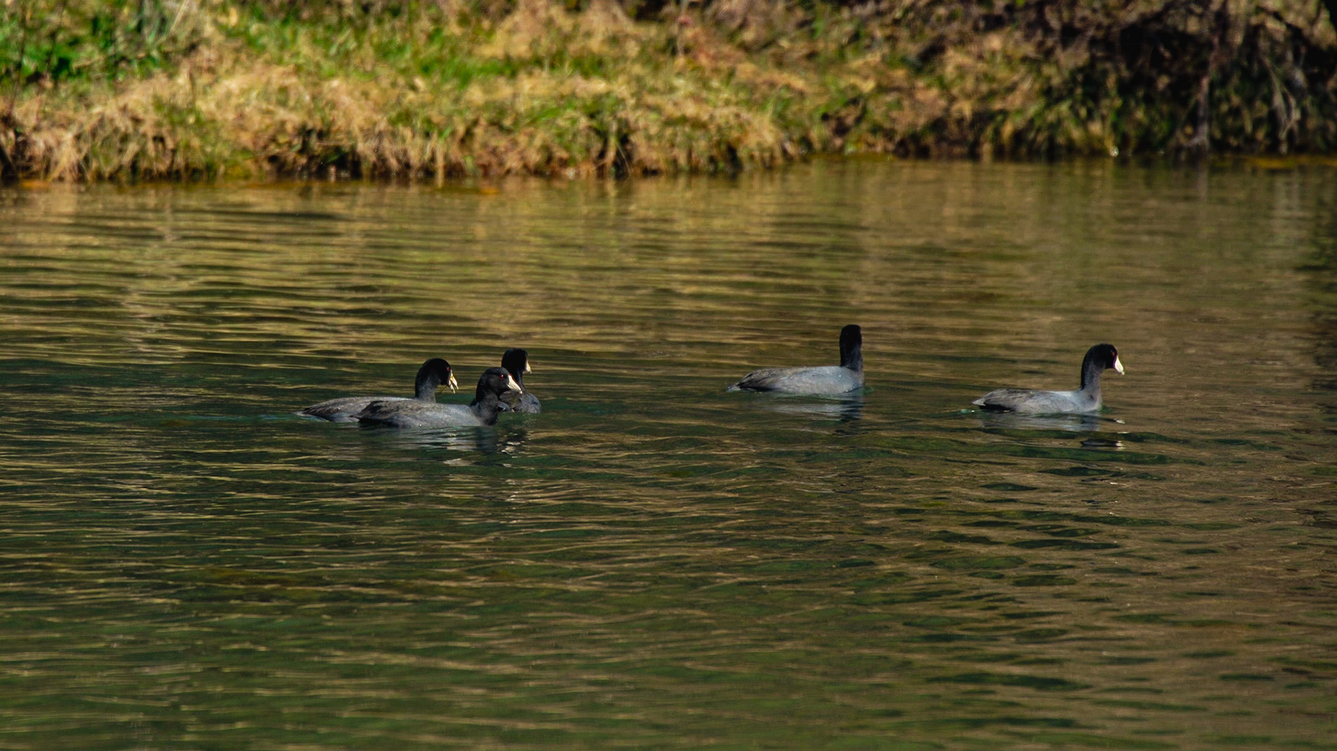 American Coot at Hicory Creek Park