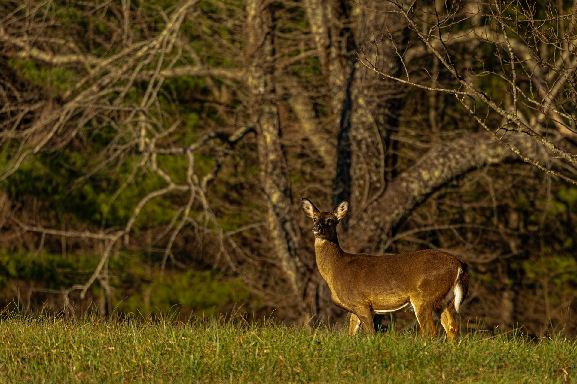 Cades Cove Deer