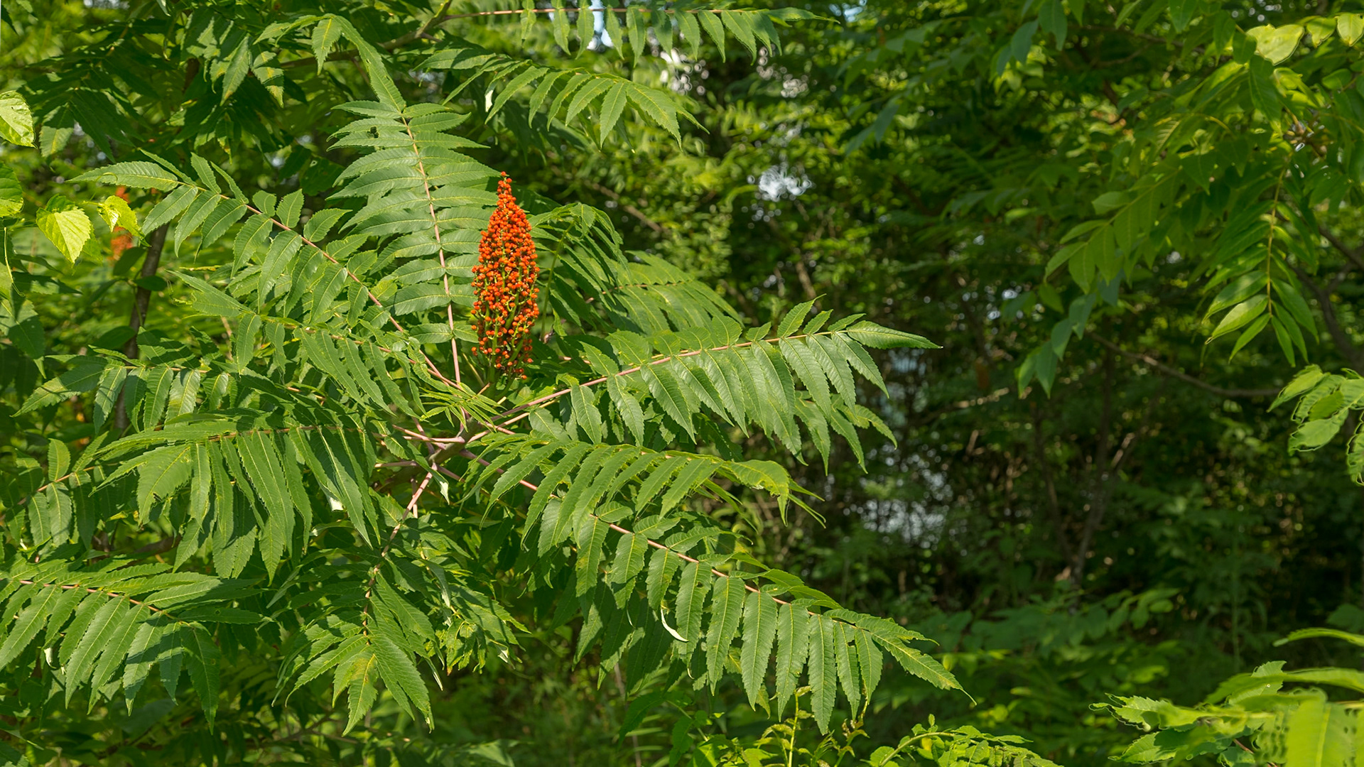 Little Tennessee River