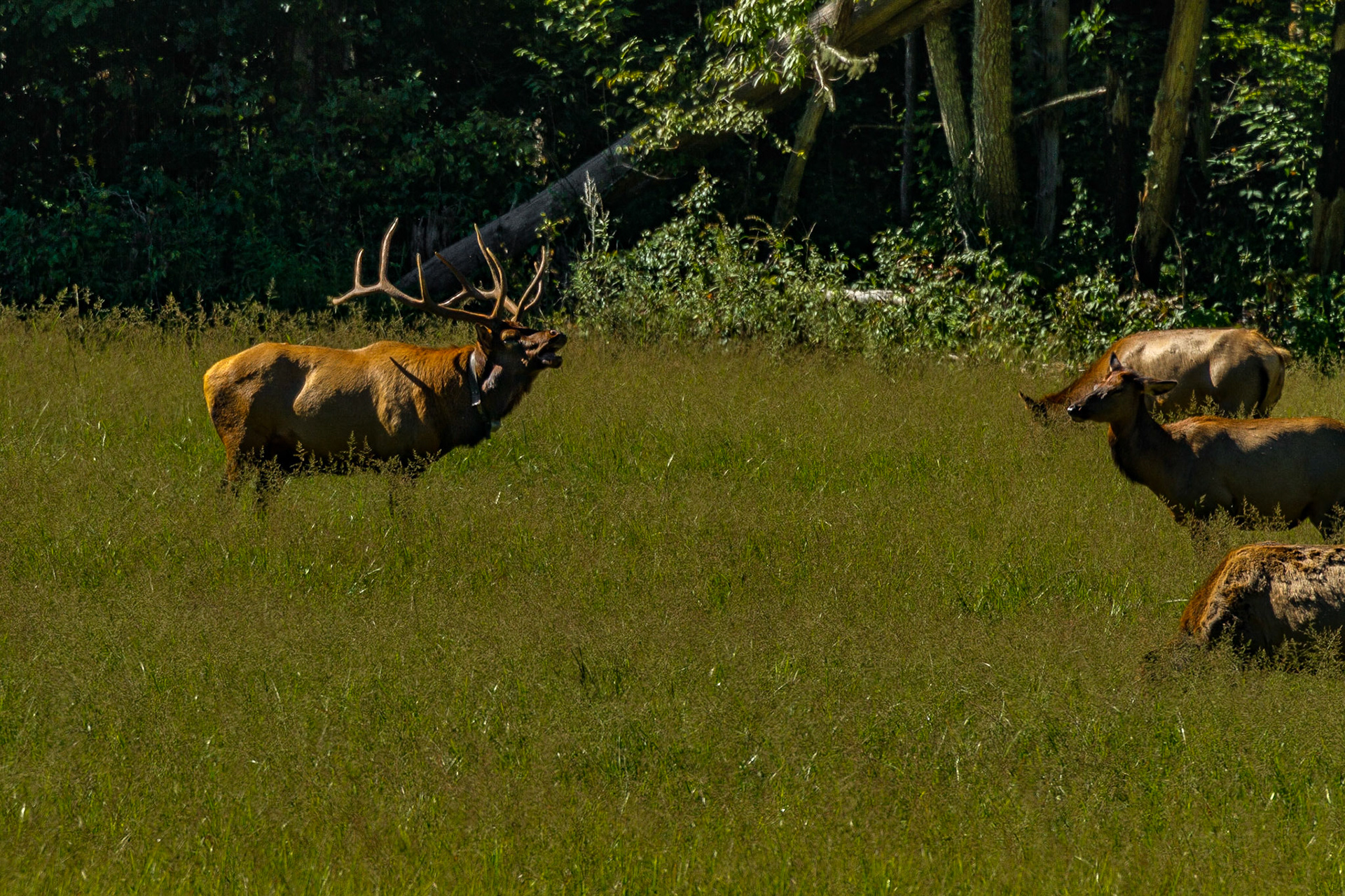 The Season for Elk in Cataloochee Valley