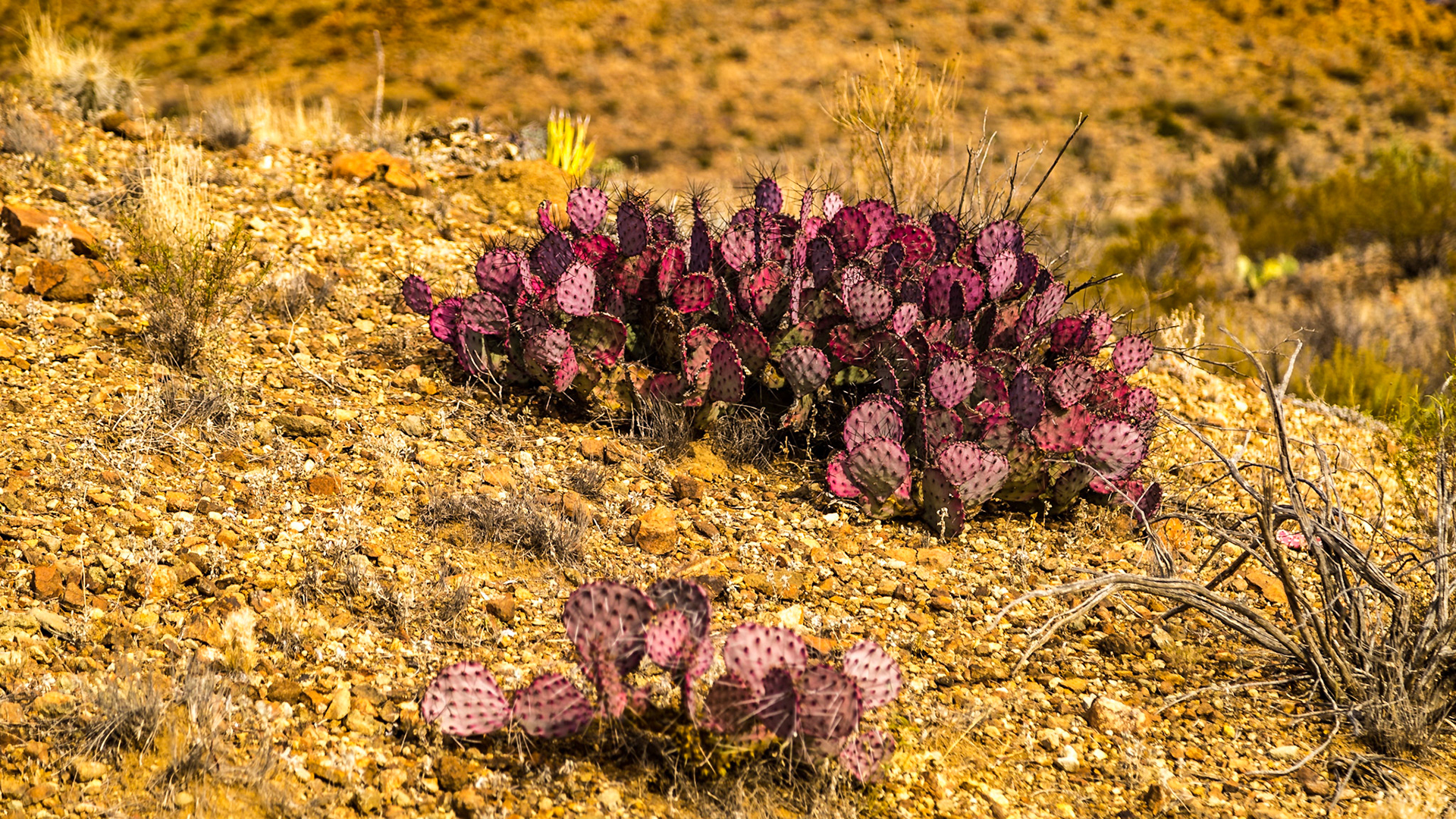 Old Ore Road, Big Bend National Park