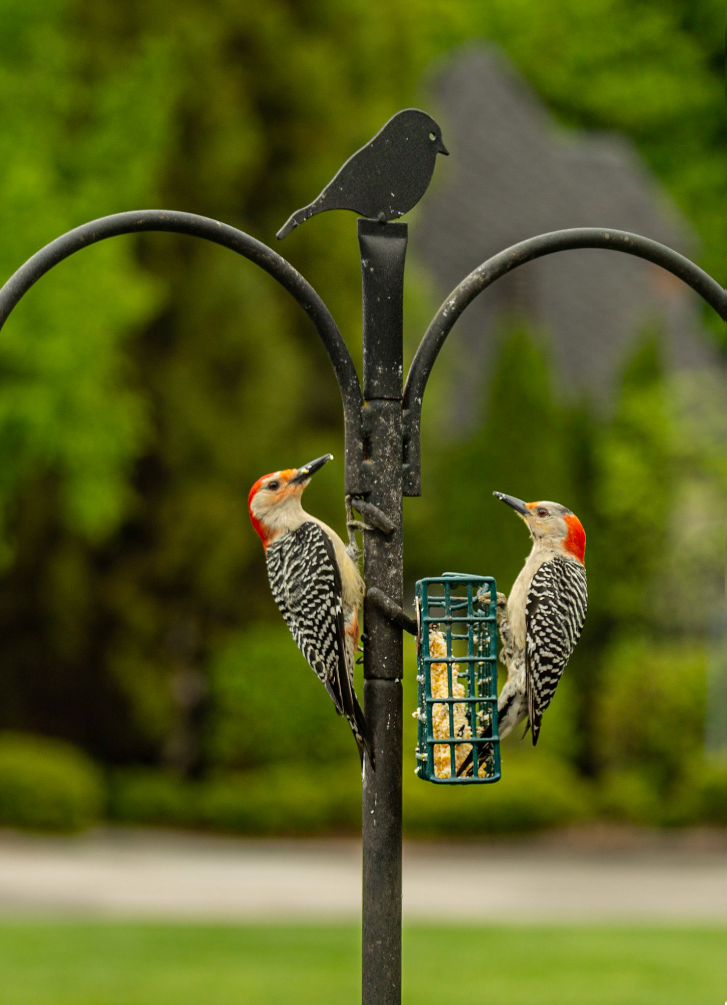 Red Bellied Woodpecker Pair