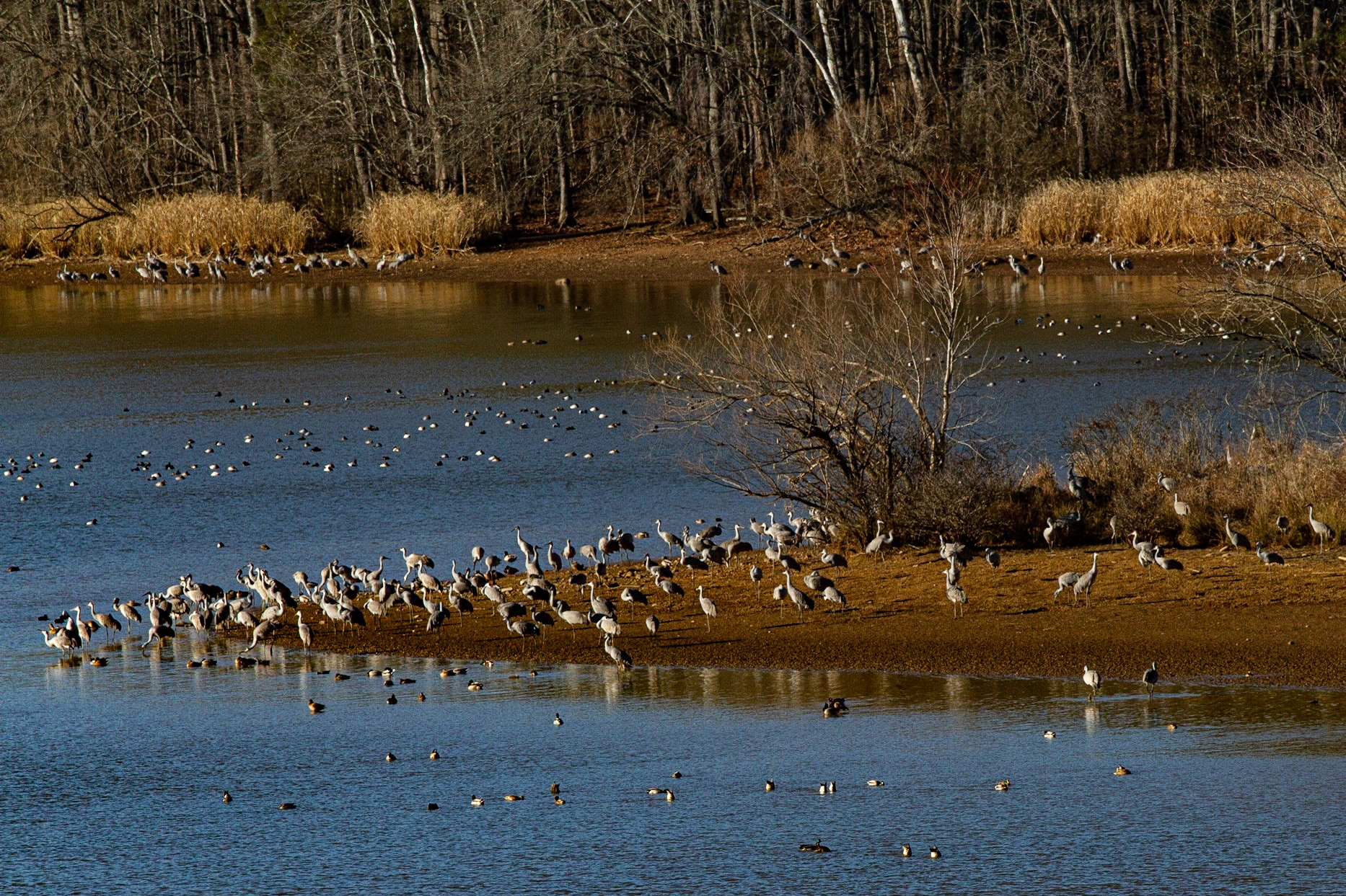 These guys stand 3 to 4 feet tall and have wing spans of 6 feet.