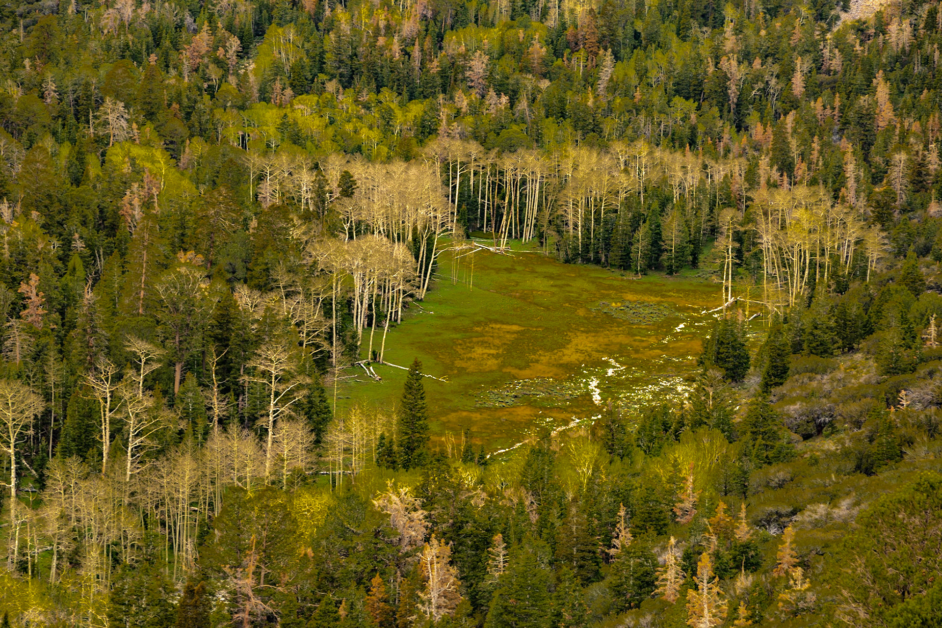 Spring Aspen Grove from Stephen T. Mather Overlook, Wheeler Peak, Great Basin National Park