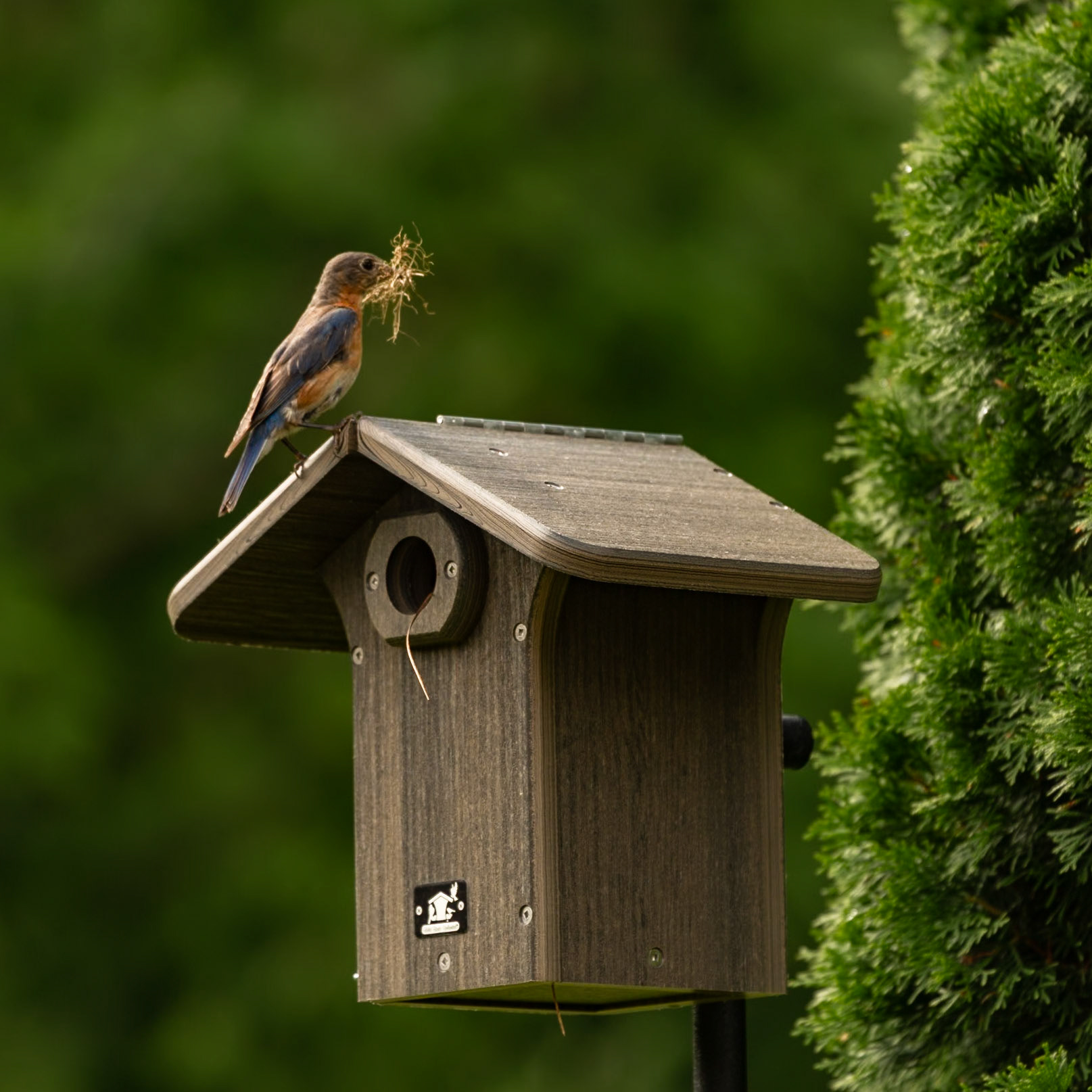 Bluebirds Moving In, June 20, 2023