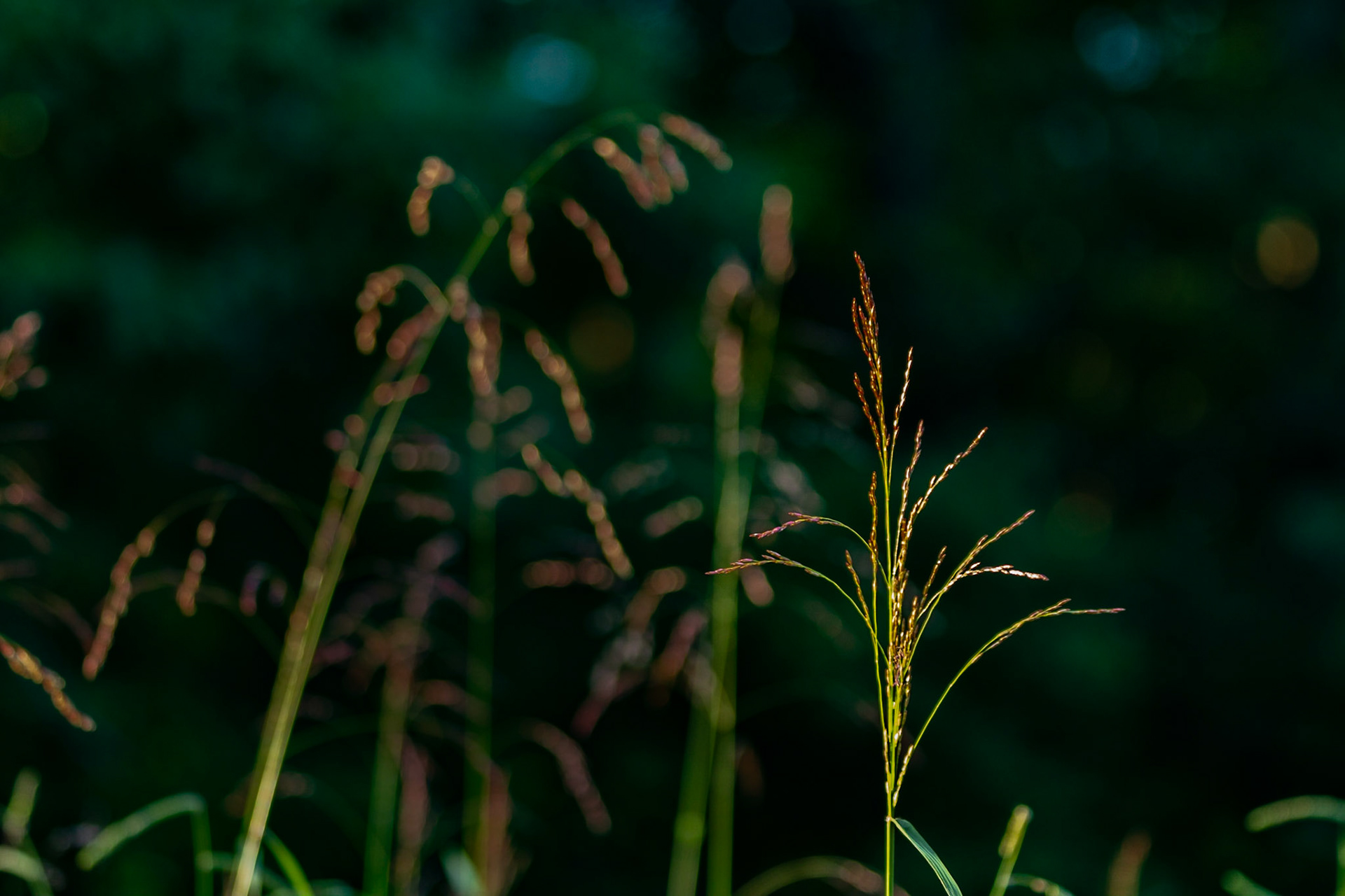Early Morning Light and Grass