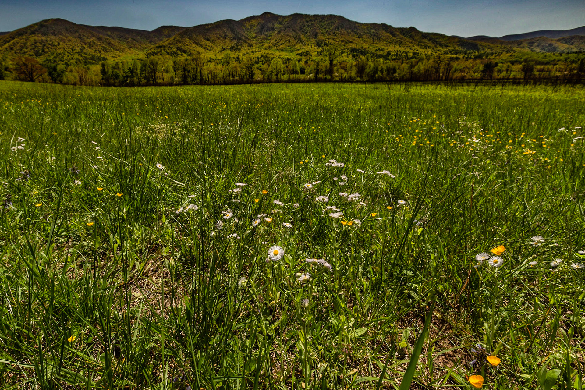 Spring in Cades Cove, April 18, 2023