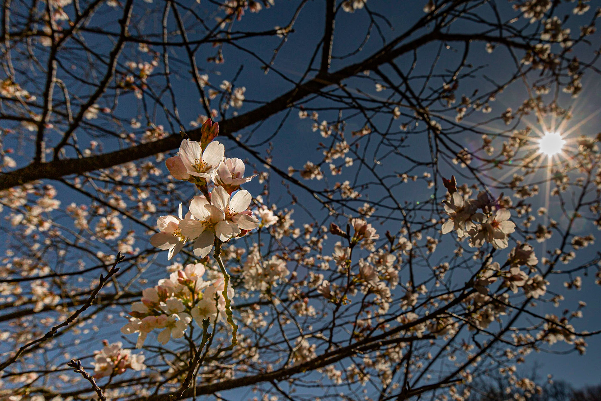 Cherry Blossoms, March 7, 2023