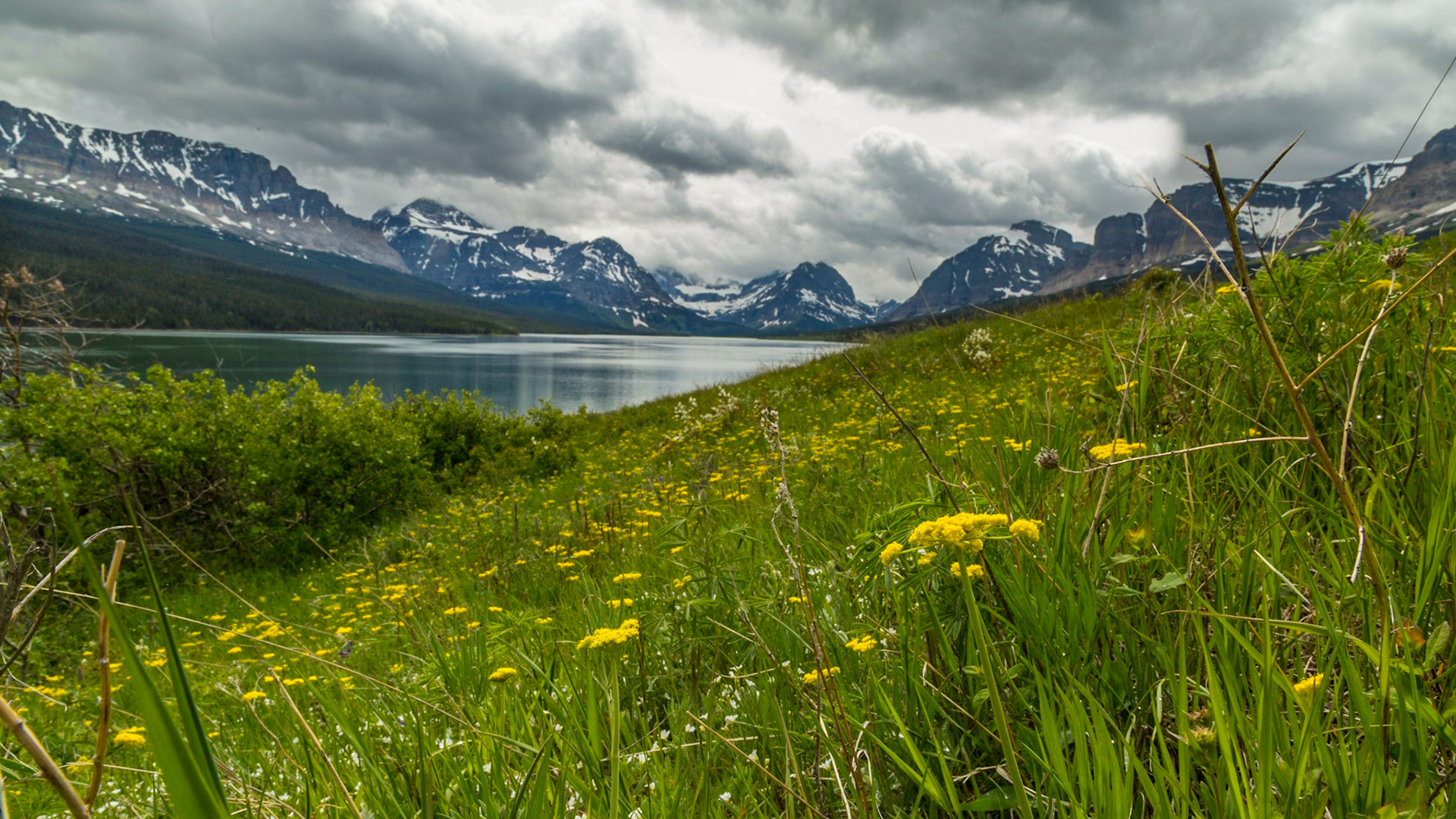 As we approached the Many Glaciers Hotel and the lake there, Mark and I stopped for another beautiful scene.  Again, I was attracted to the wildflowers as I walked around the hillside off the road.