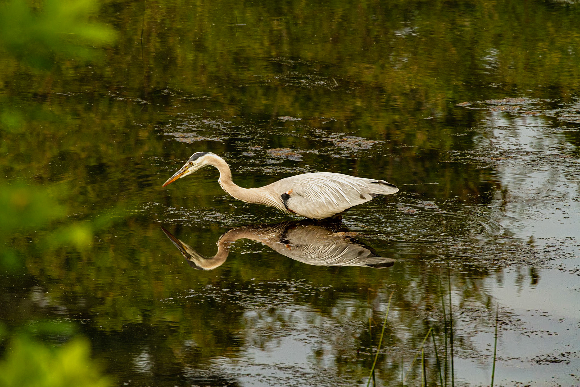 This guy was fishing in our neighborhood Friday May 26, 2023.