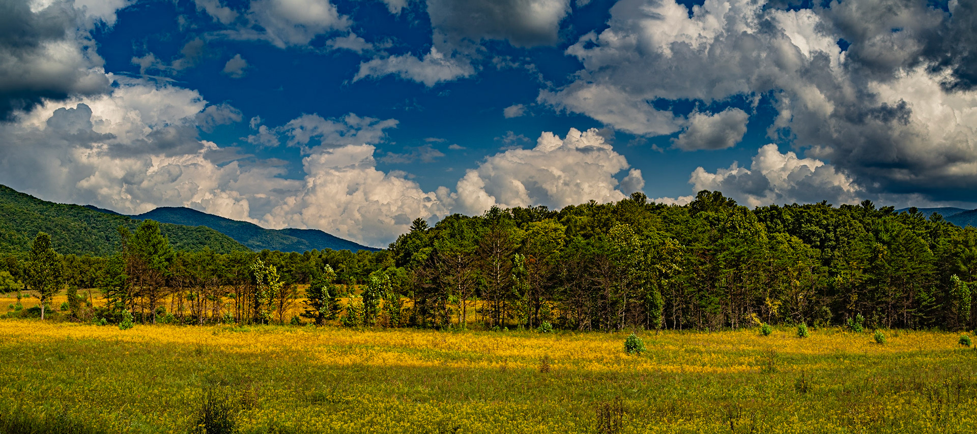 Goldenrods and Clouds, First Day of Autum, Cades Cove, Great Smoky Mountains National Park, September 22, 2025