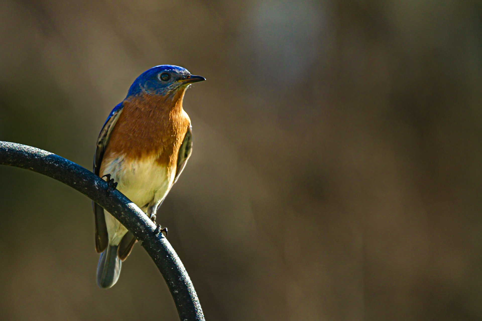 Back Yard Bluebird