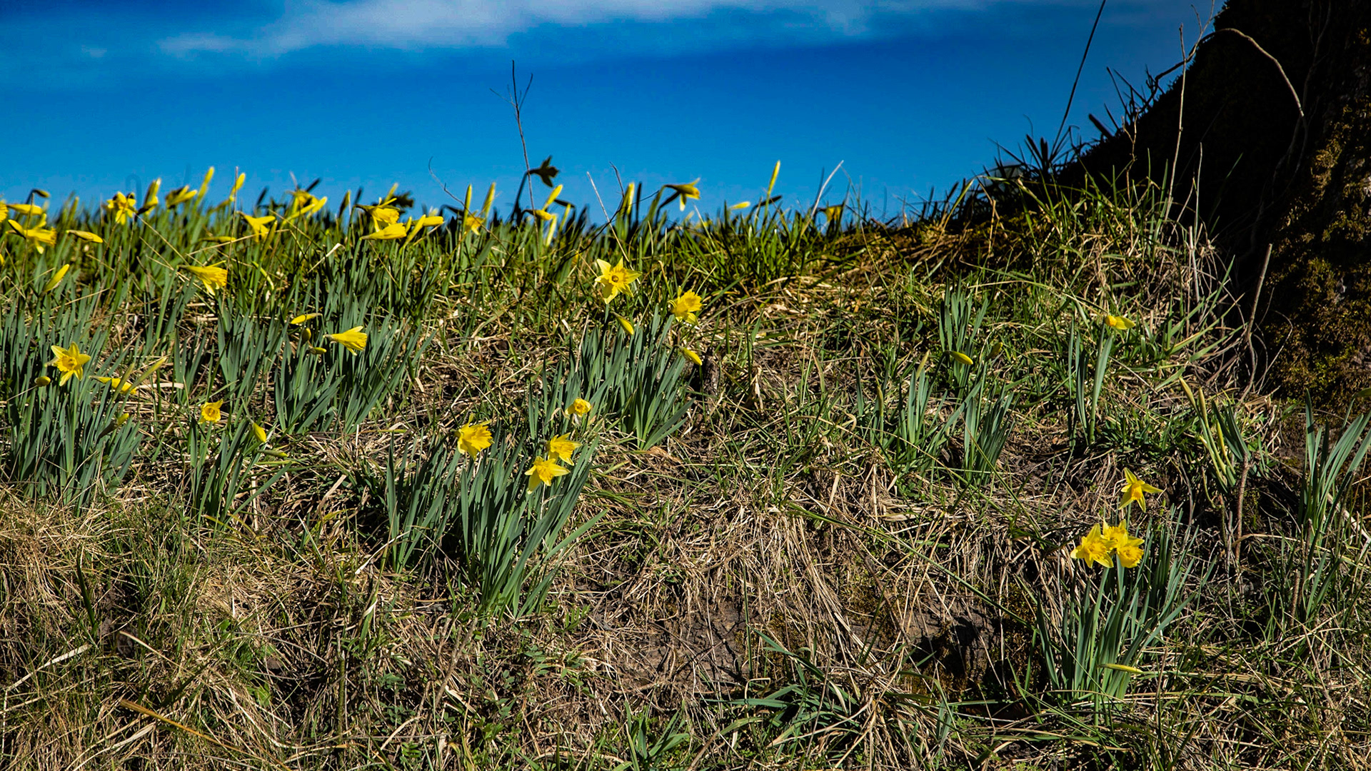 Daffodils in Cades Cove