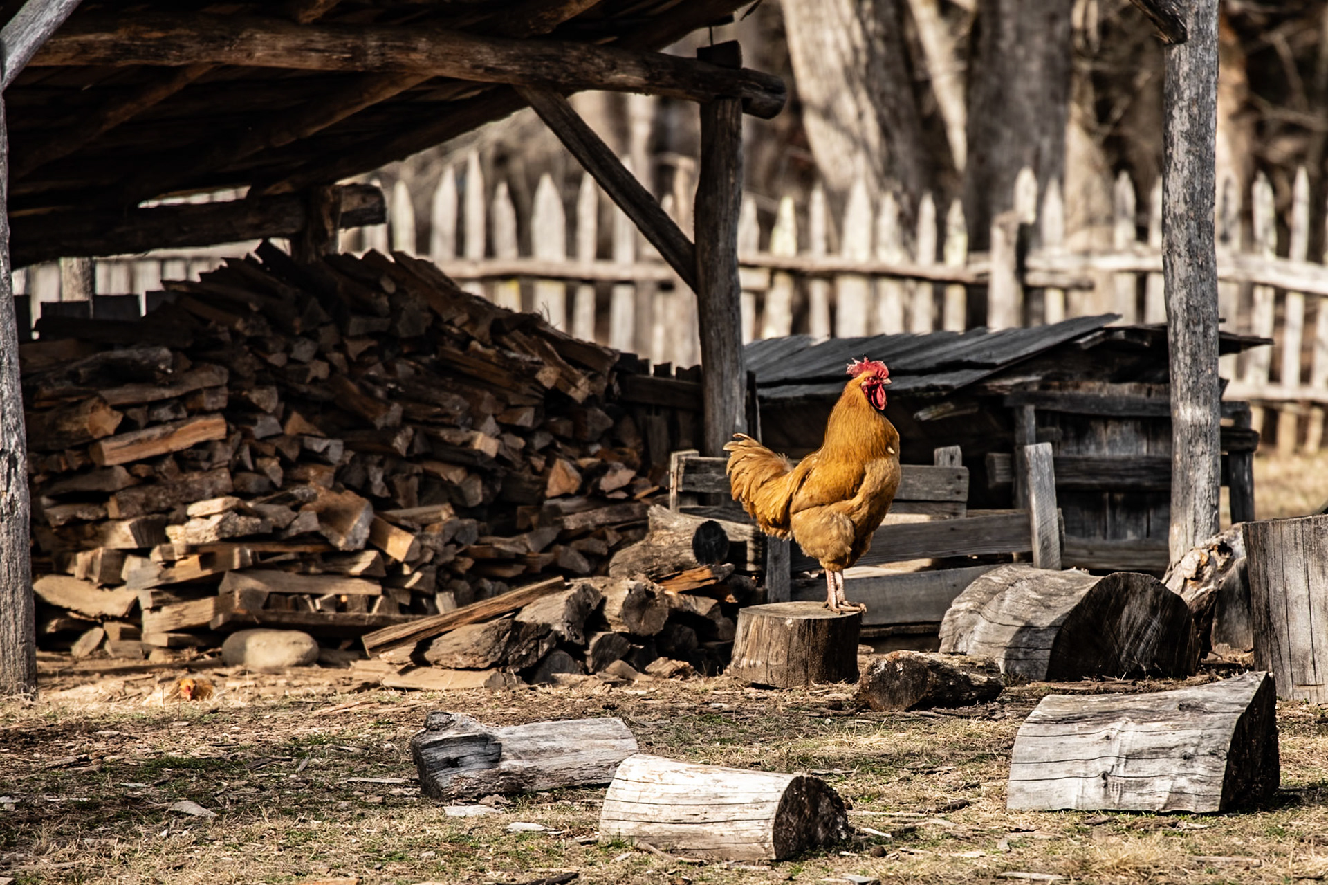 Rooster, Oconaluftee River Trail, Great Smoky Mountains National Park, February 24, 2026