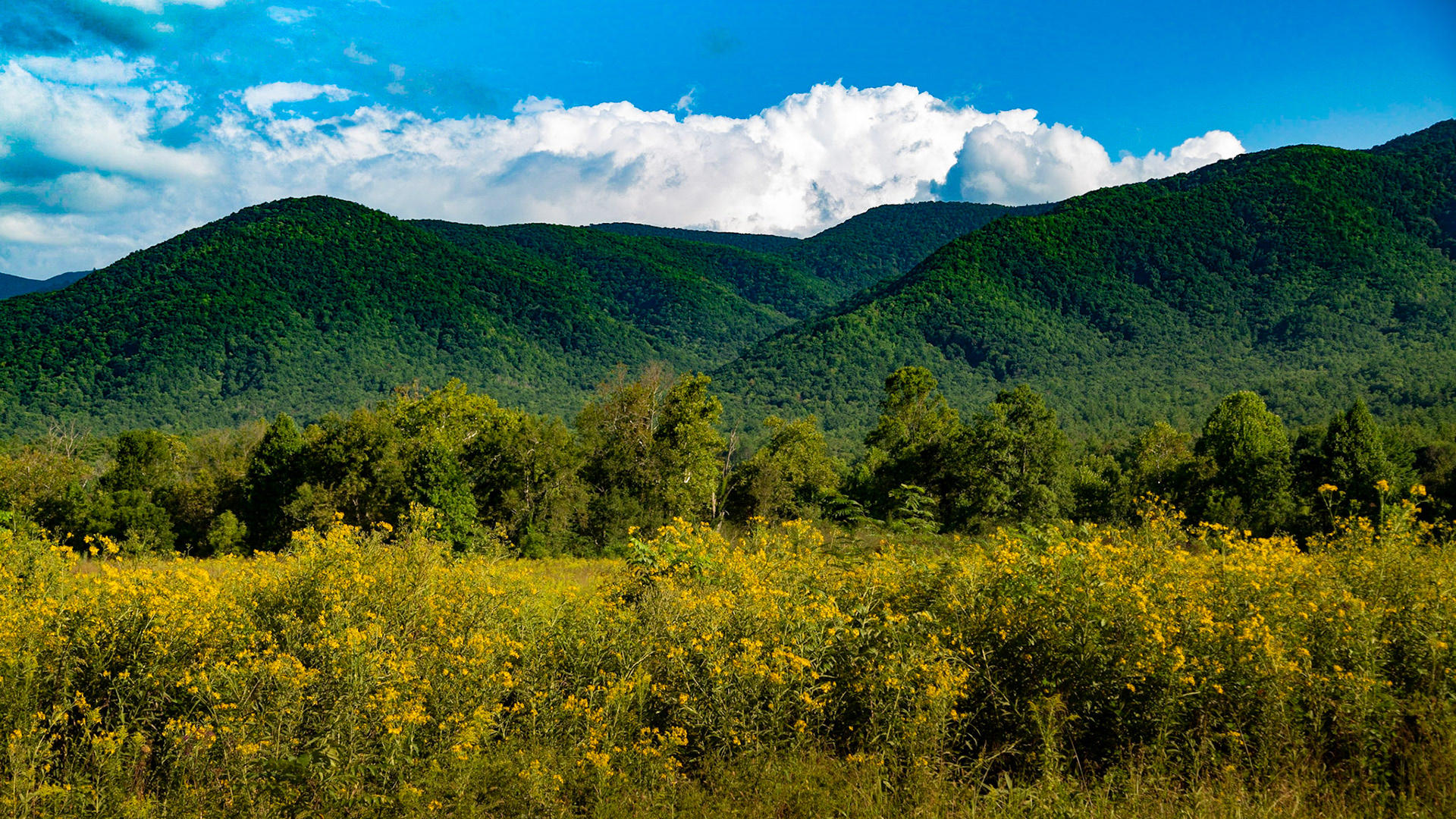 Mountains and Wild Flowers