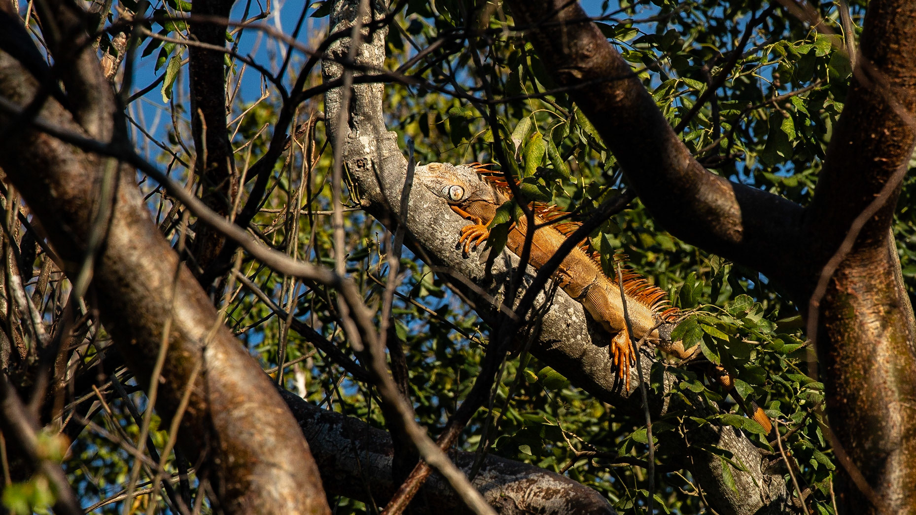 Iguana at Pinecrest Bakery