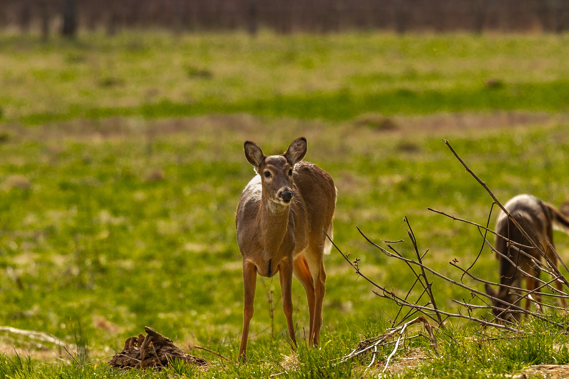 Deer in Cades Cove, February 14, 2023