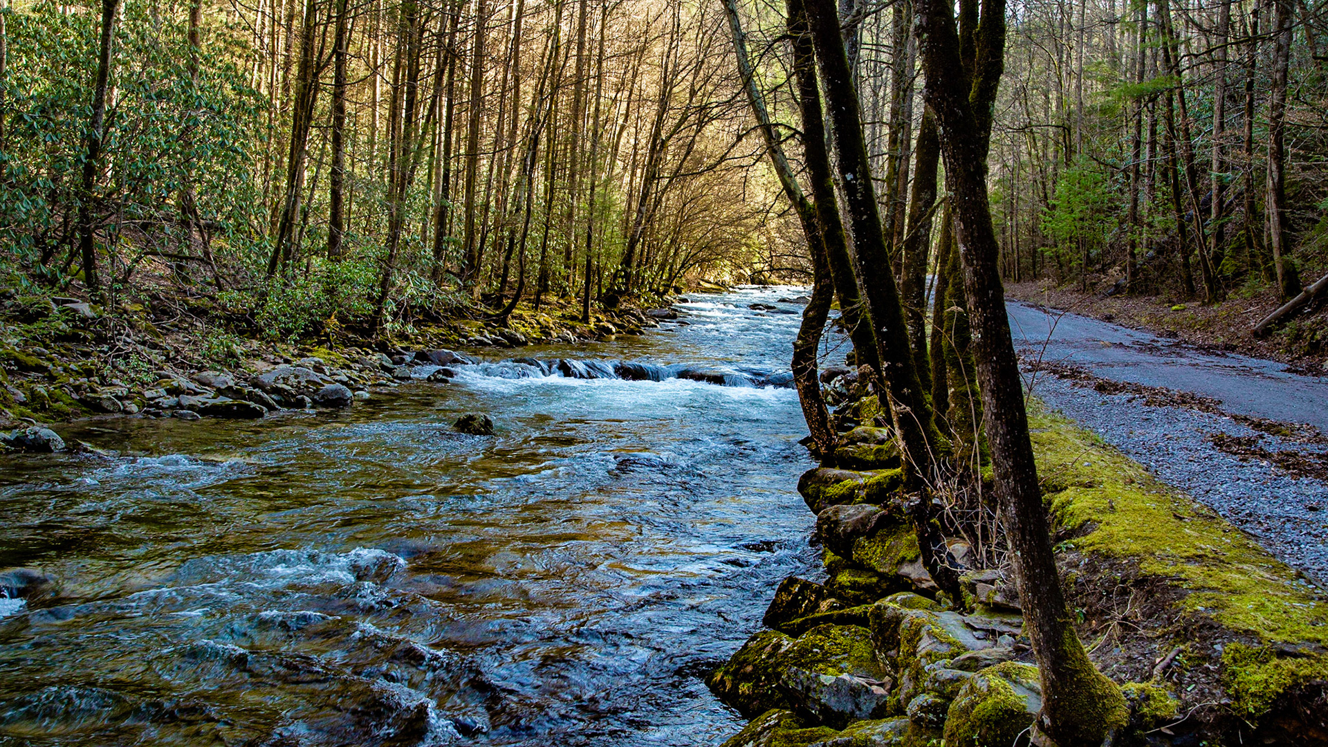 Middle Prong Little River and Upper Tremont Road