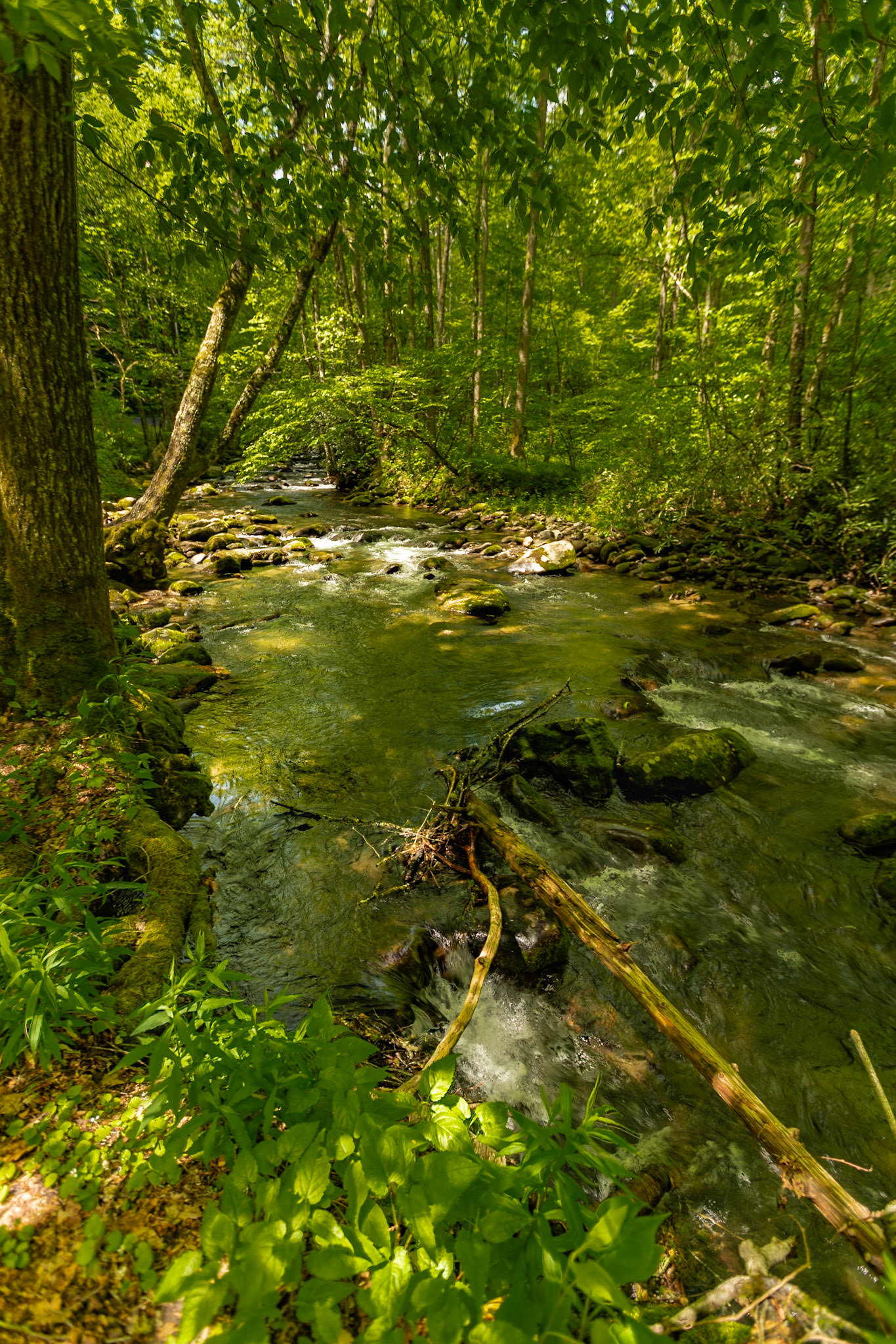 Oconaluftee River, Newfound Gap Road, Great Smoky Mountains National Park, May 8, 2023