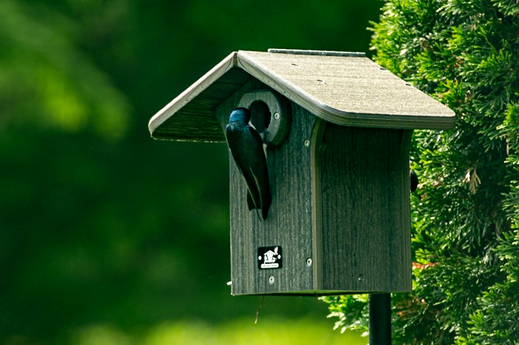 Tree Swallow May 2, 2025