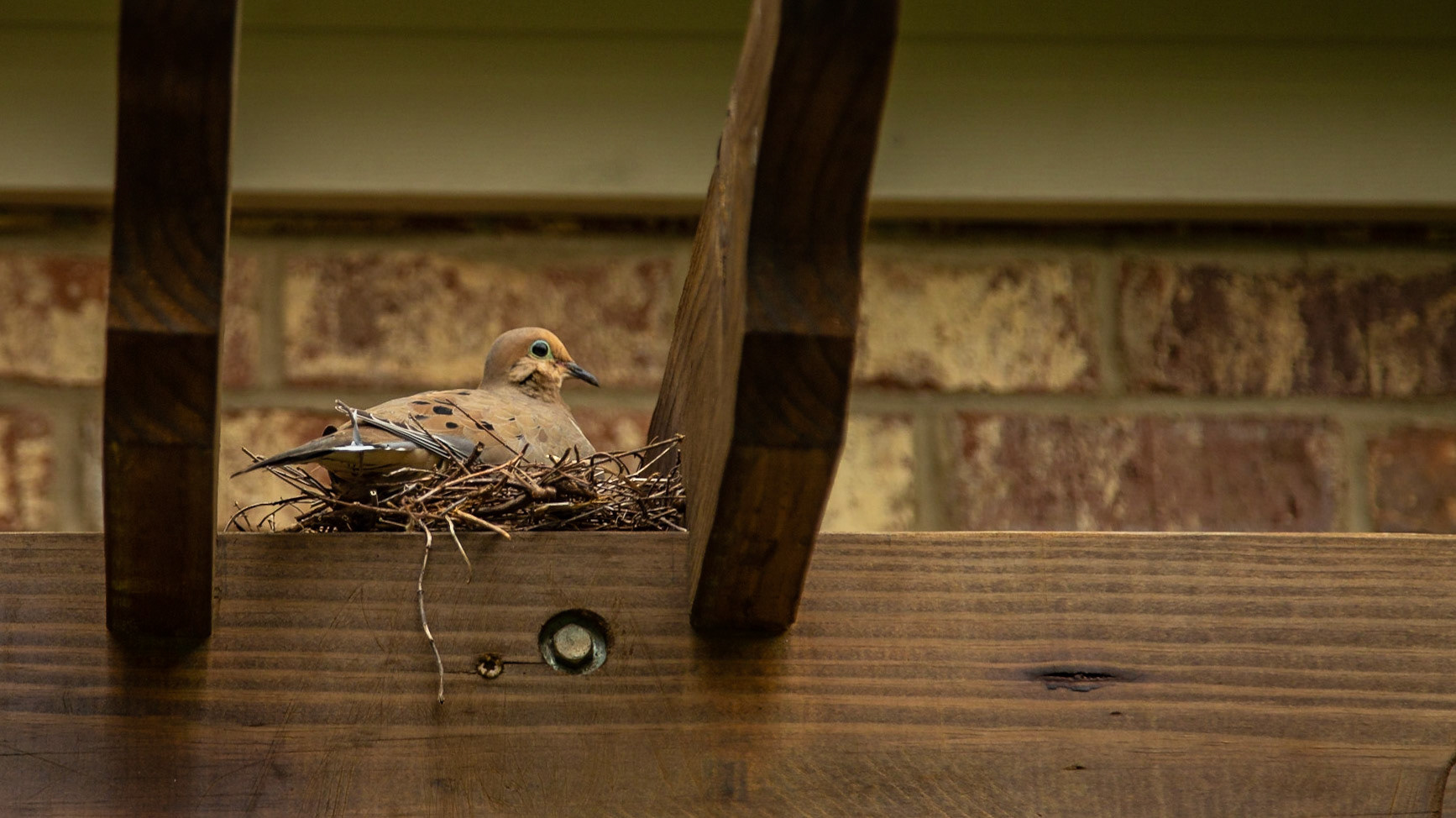 Our arbour has attracted a dove.