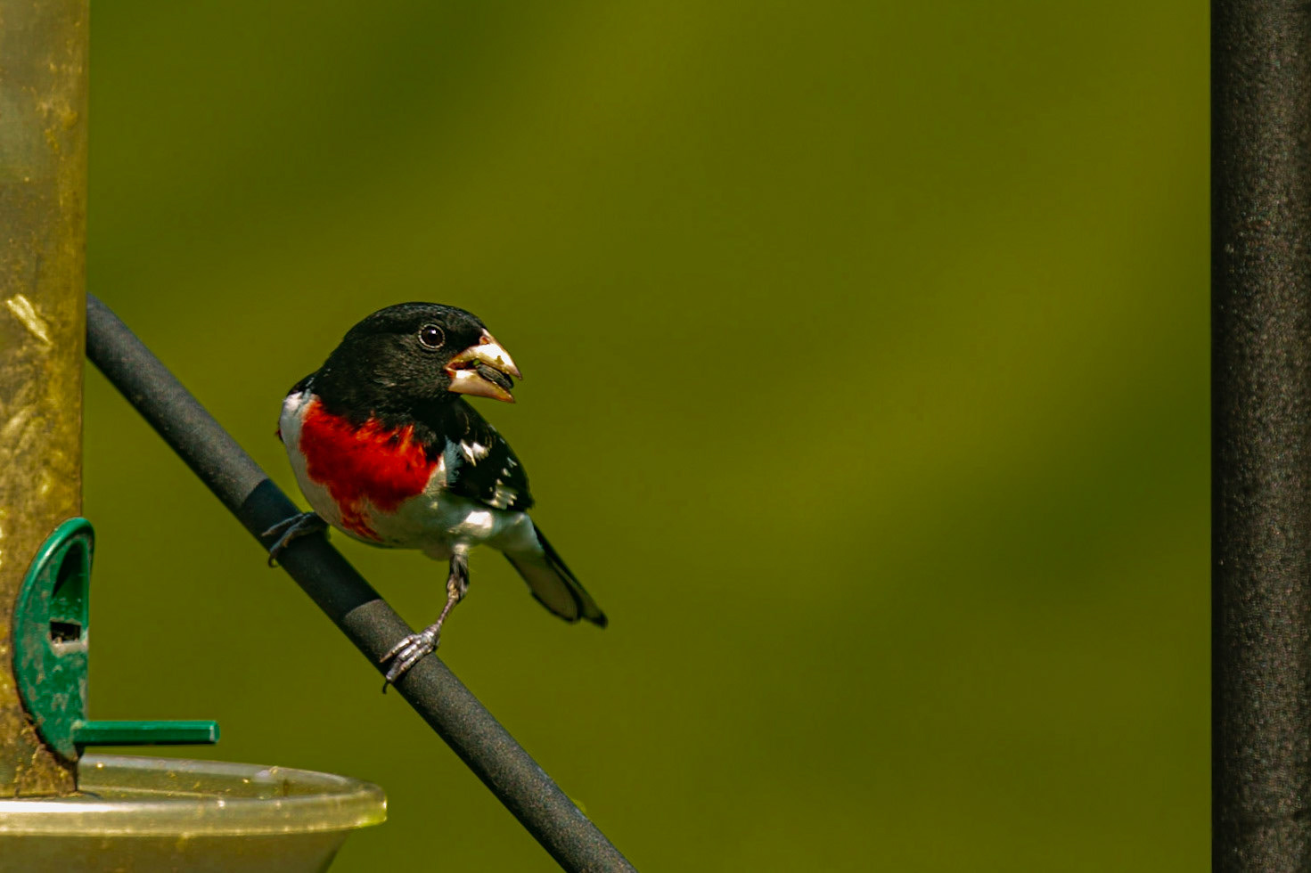 We don't see these guys in our part of the world very often. In our past, it has almost always been only a siting or two, spread over a few days. This guy has been gobbling away at our feeder all day.