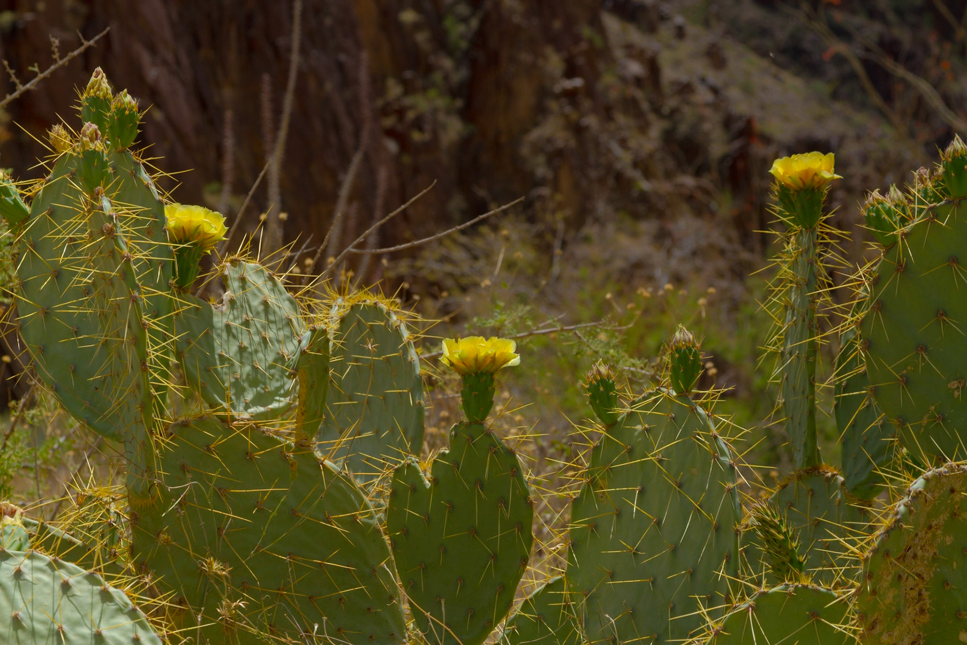 After the NAPFA Spring Conference in Las Vegas, I drove to Kingman for a night, followed by a trip into the Grand Canyon on the Hualapai Indian Reservation.  These images were taken along the Diamond Creek Road and at the Colorado River in the Grand Canyon