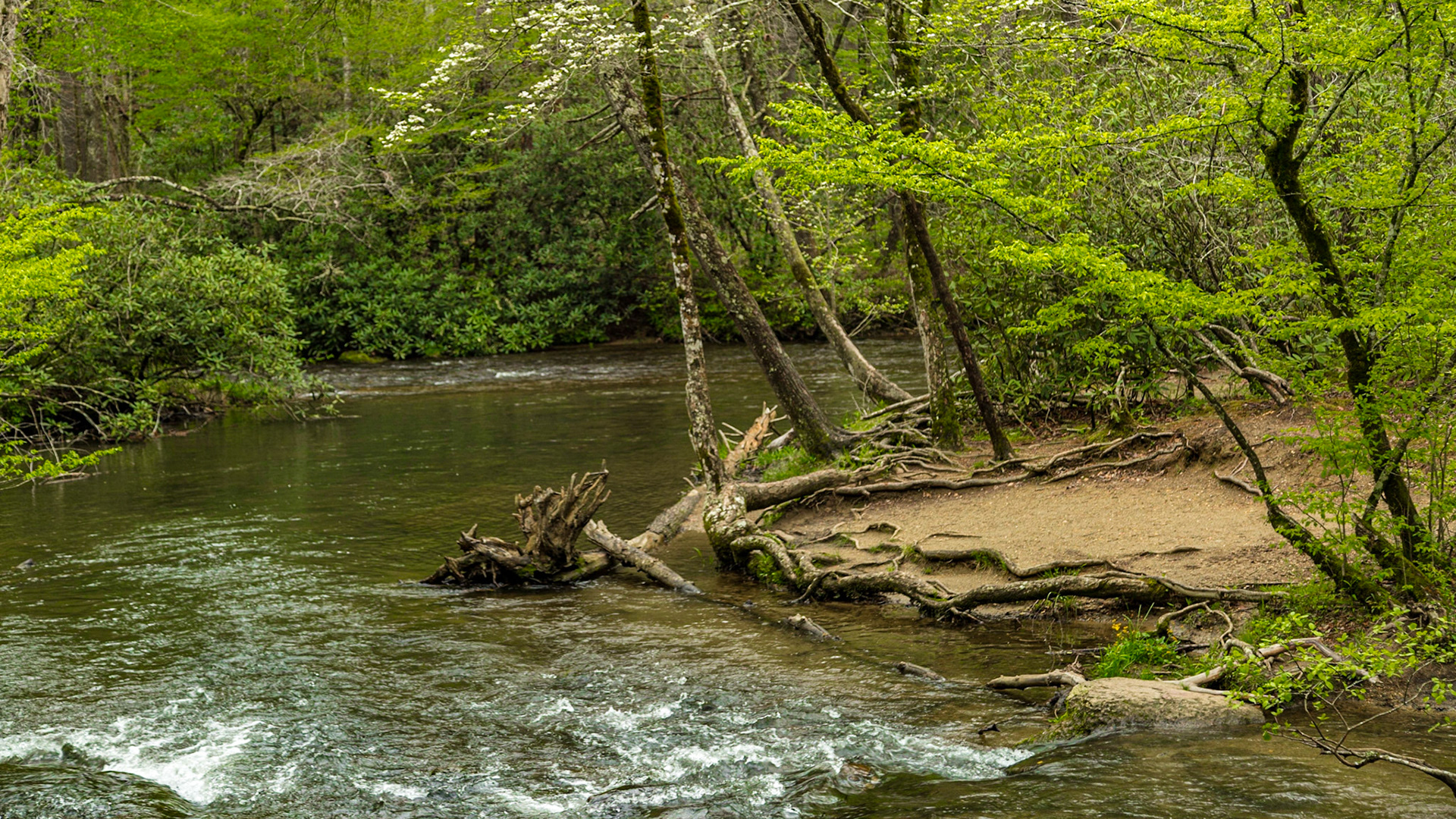 Abrams Falls Trail Head