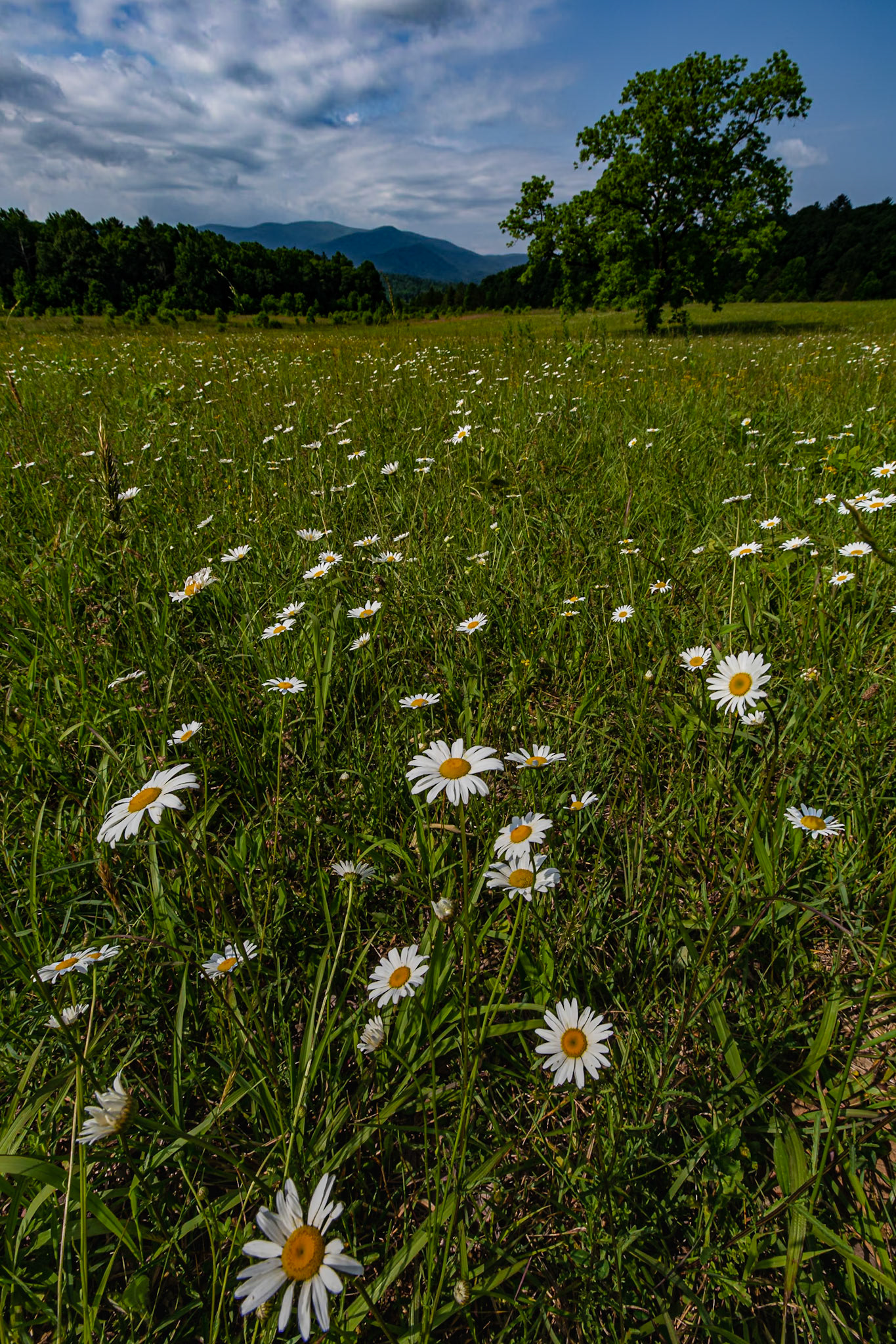 Dasies on Cades Cove Loop Road, Great Smokey Mountains National Park, June 5, 3023