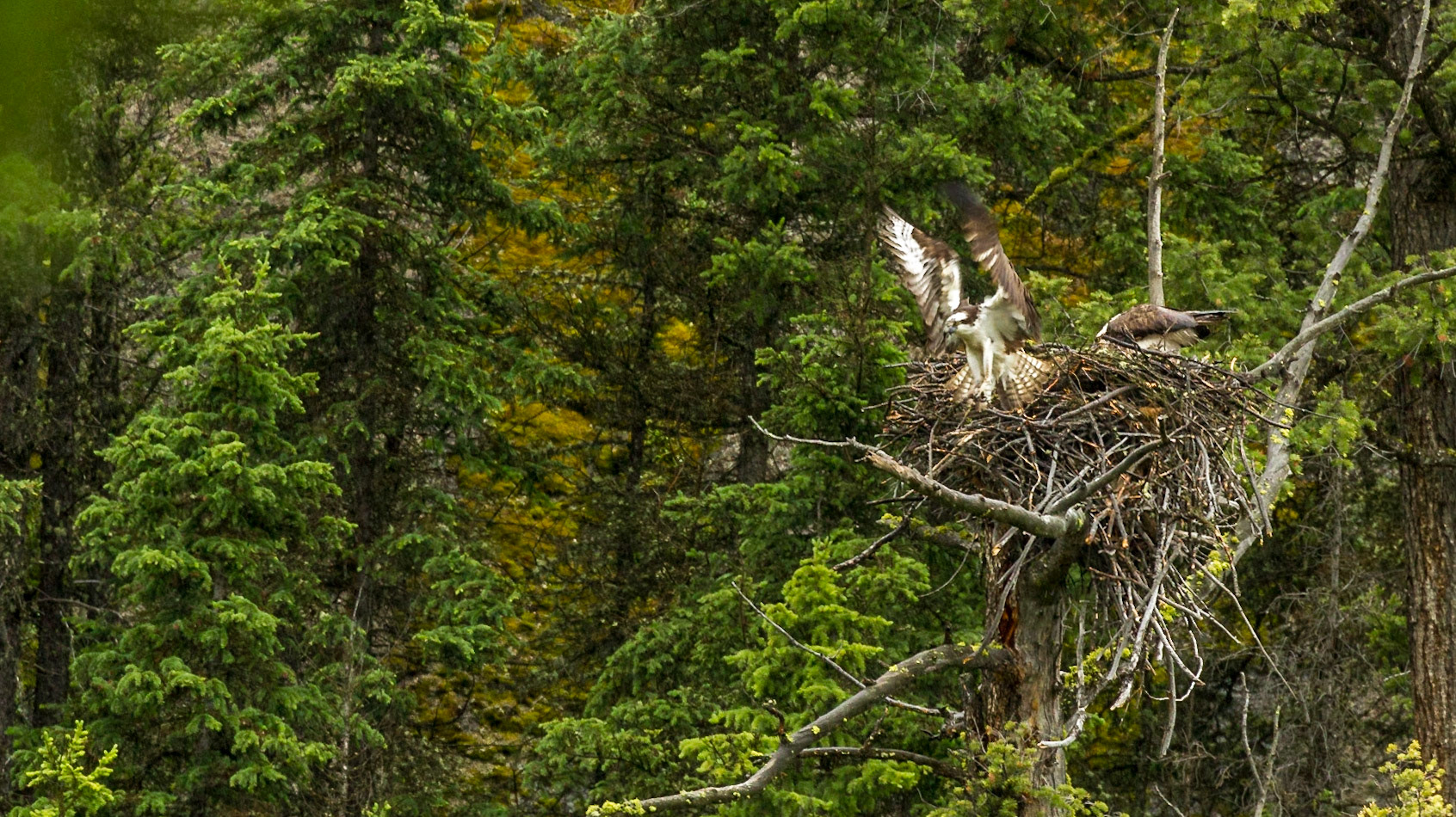 Lamar Valley Day in Yellowstone National Park
