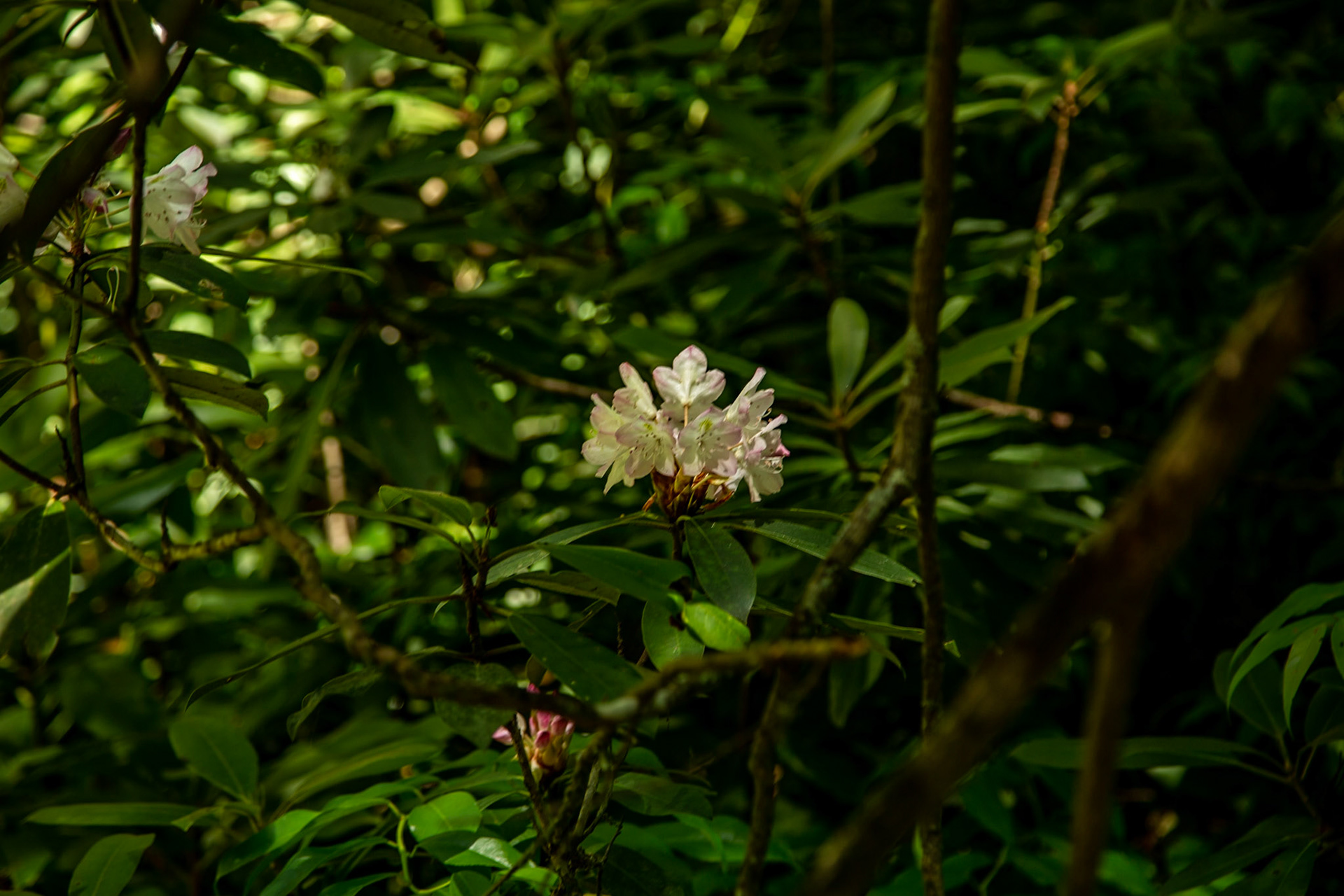 Tellico River, River Road, Big Oak Cove Recreation Area, Cherokee National Forest
