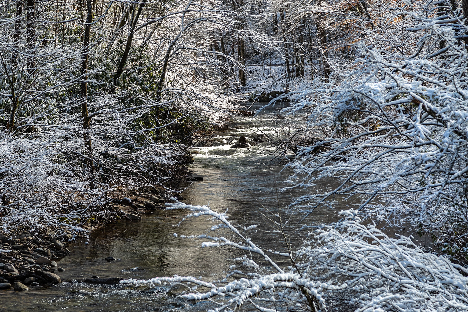 Citico Creek near Campsite 9