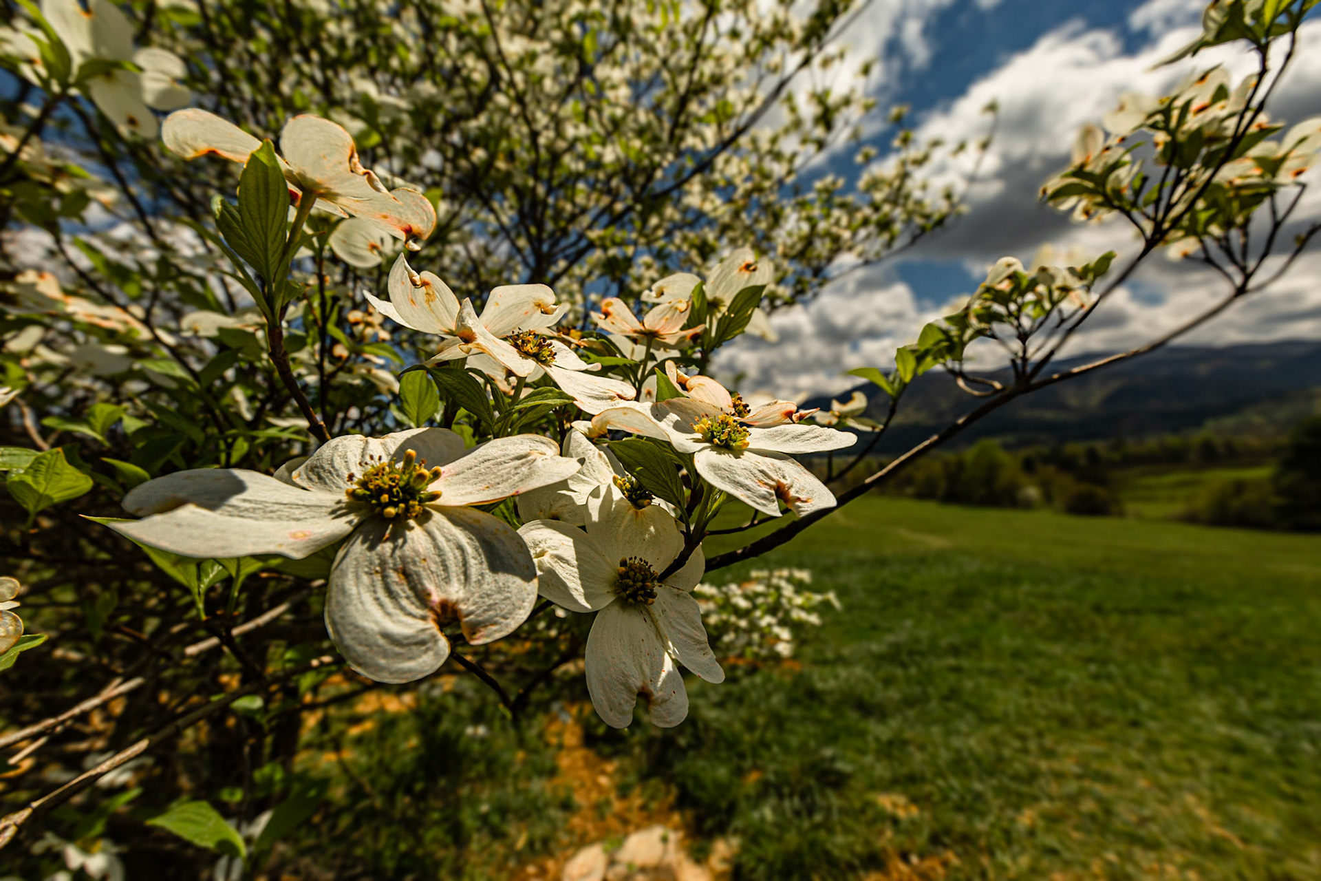 Dogwood Blossoms in Cades Cove, April 15, 2023