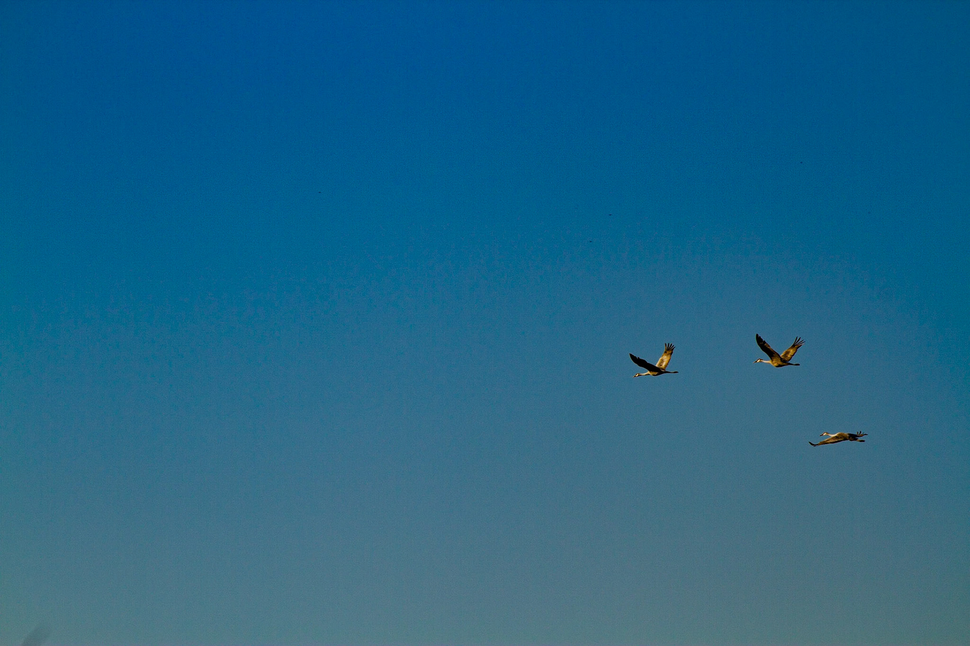 These guys stand 3 to 4 feet tall and have wing spans of 6 feet.