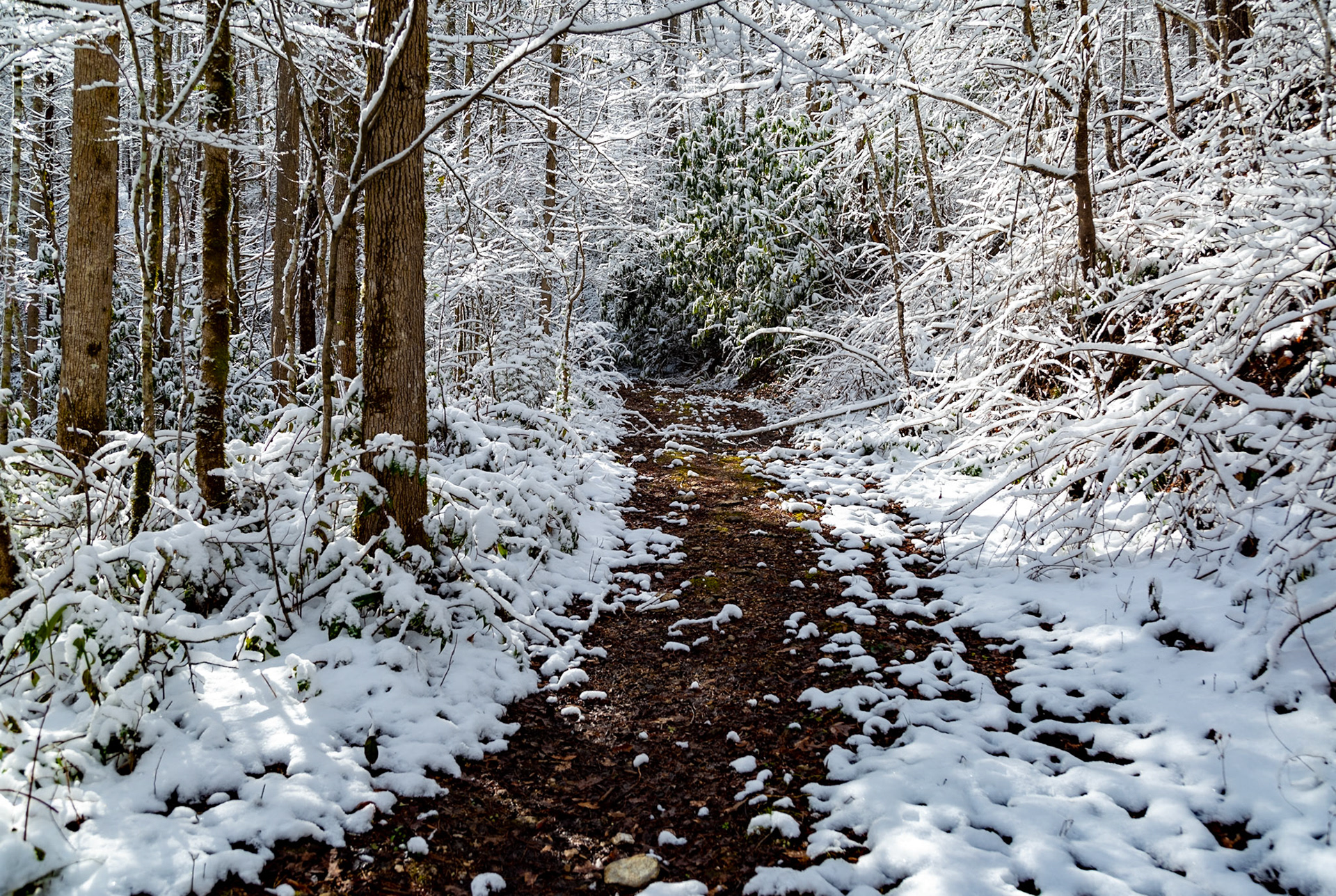 Tavern Branch Trail, Citico Creek Wilderness, March 12, 2022