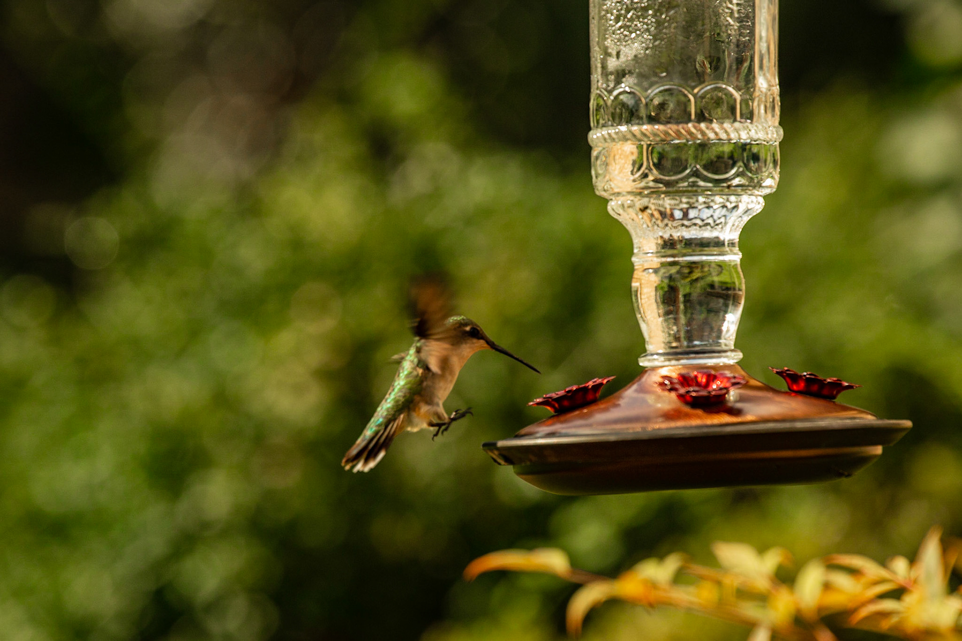Hummingbird